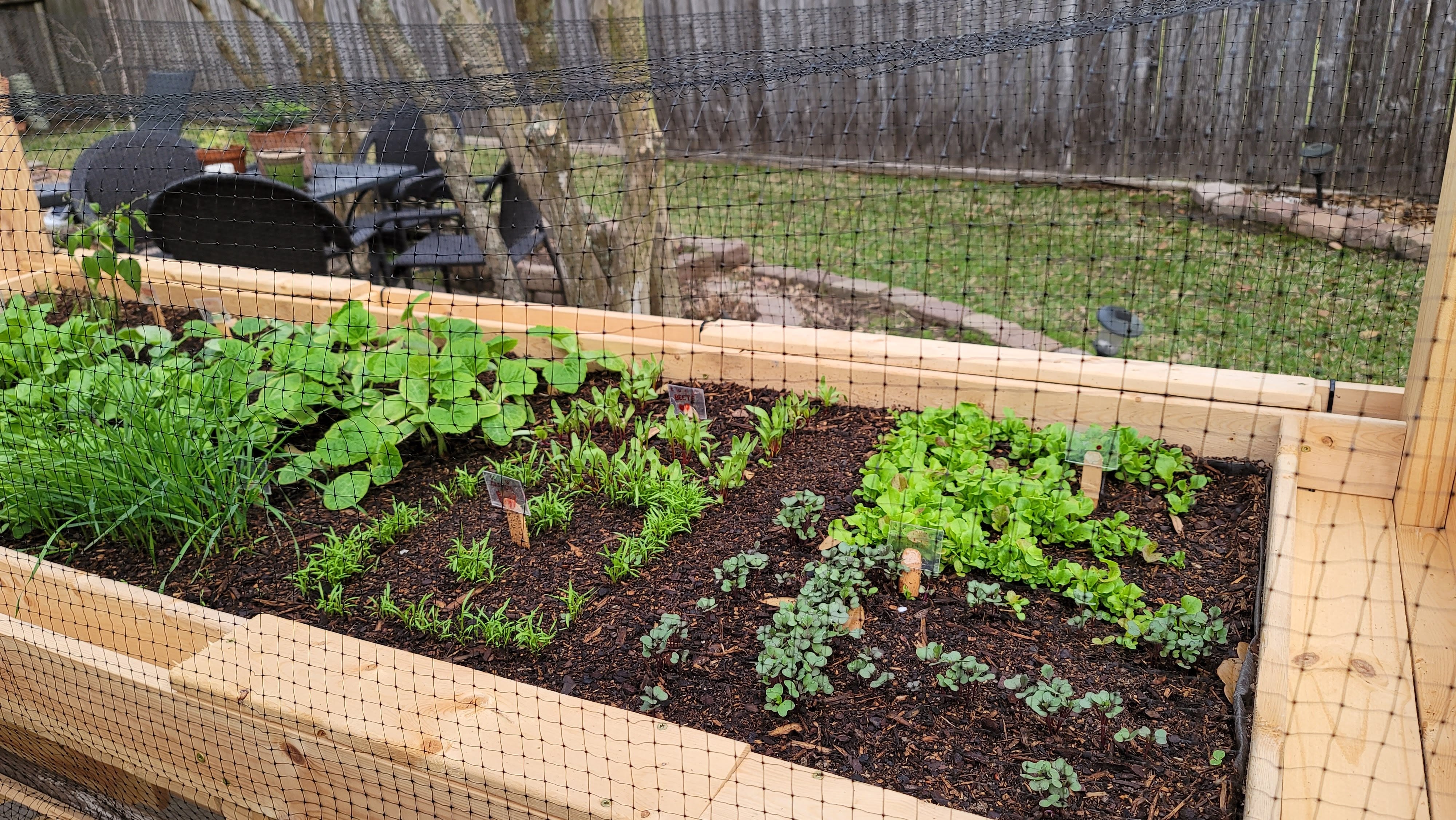 A photo of Holly Jahangiri’s vegetable garden.