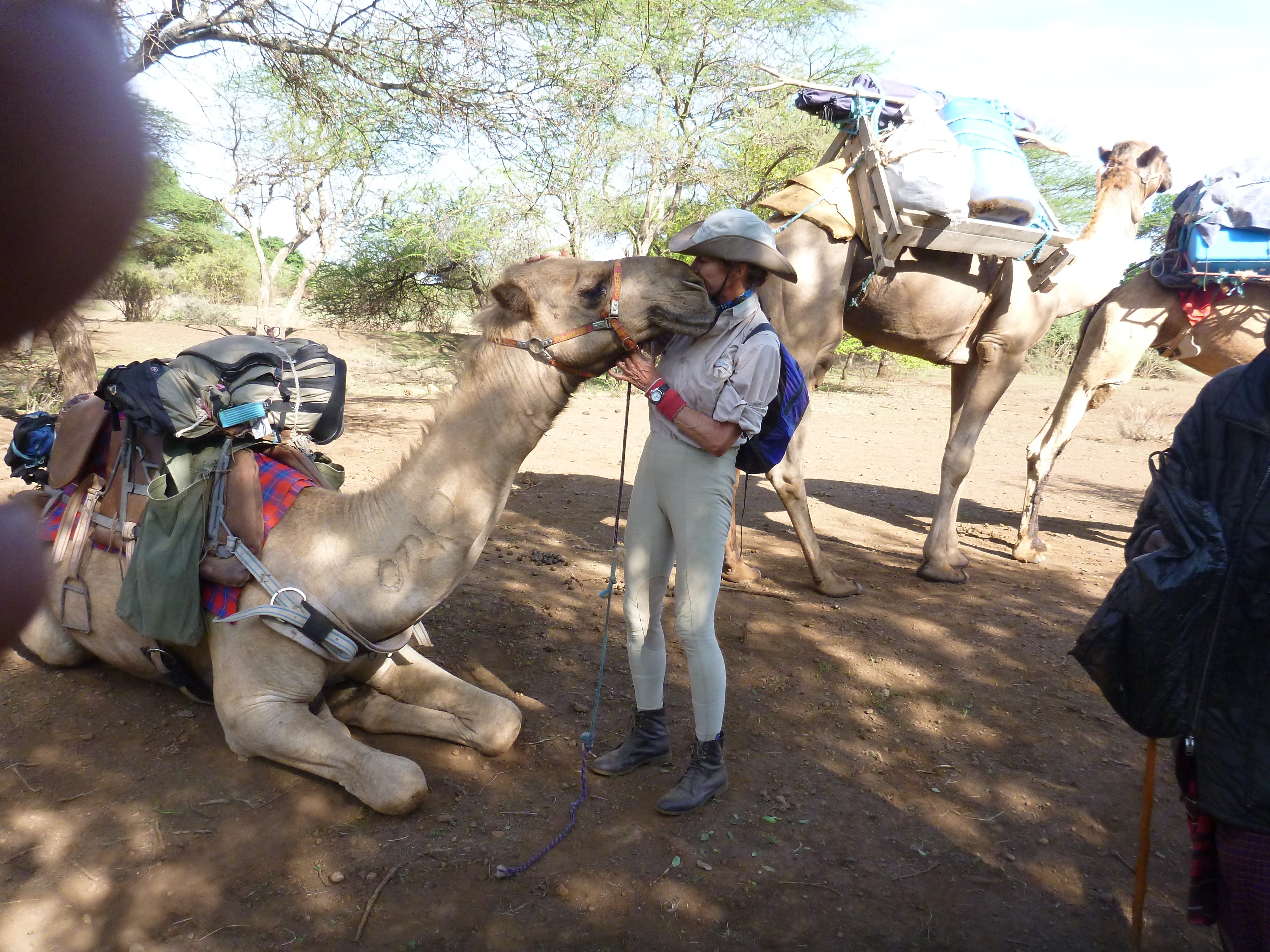 A Journey By Camel In Africa A Tale Of Spit Bad Breath And Camel Kisses By Julia E Hubbel Medium