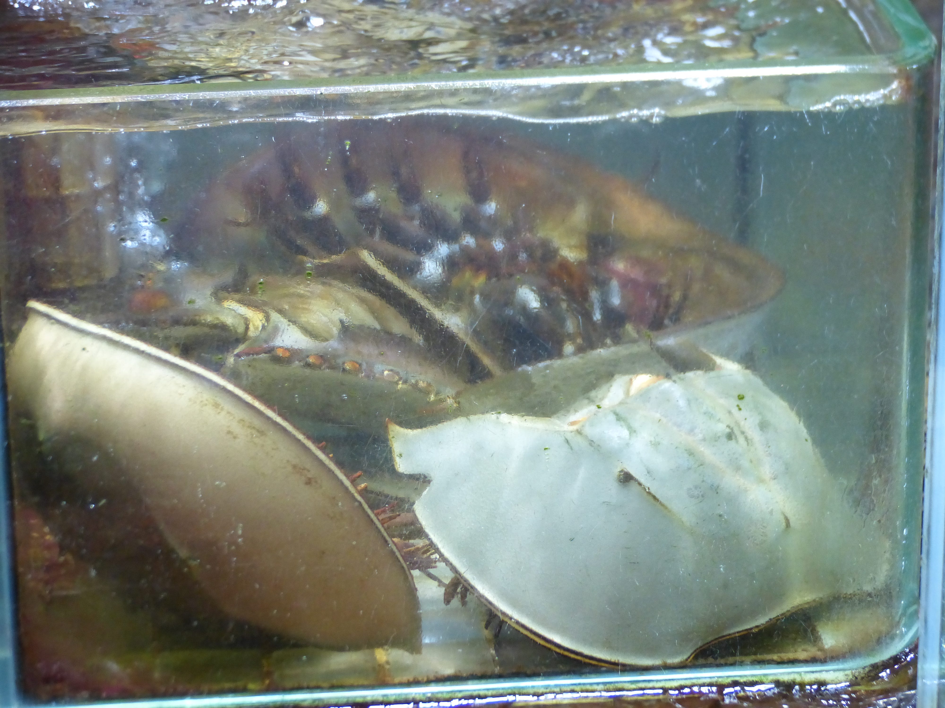 International Horseshoe Crab Day. by Thomas Gomersall by WWF HK