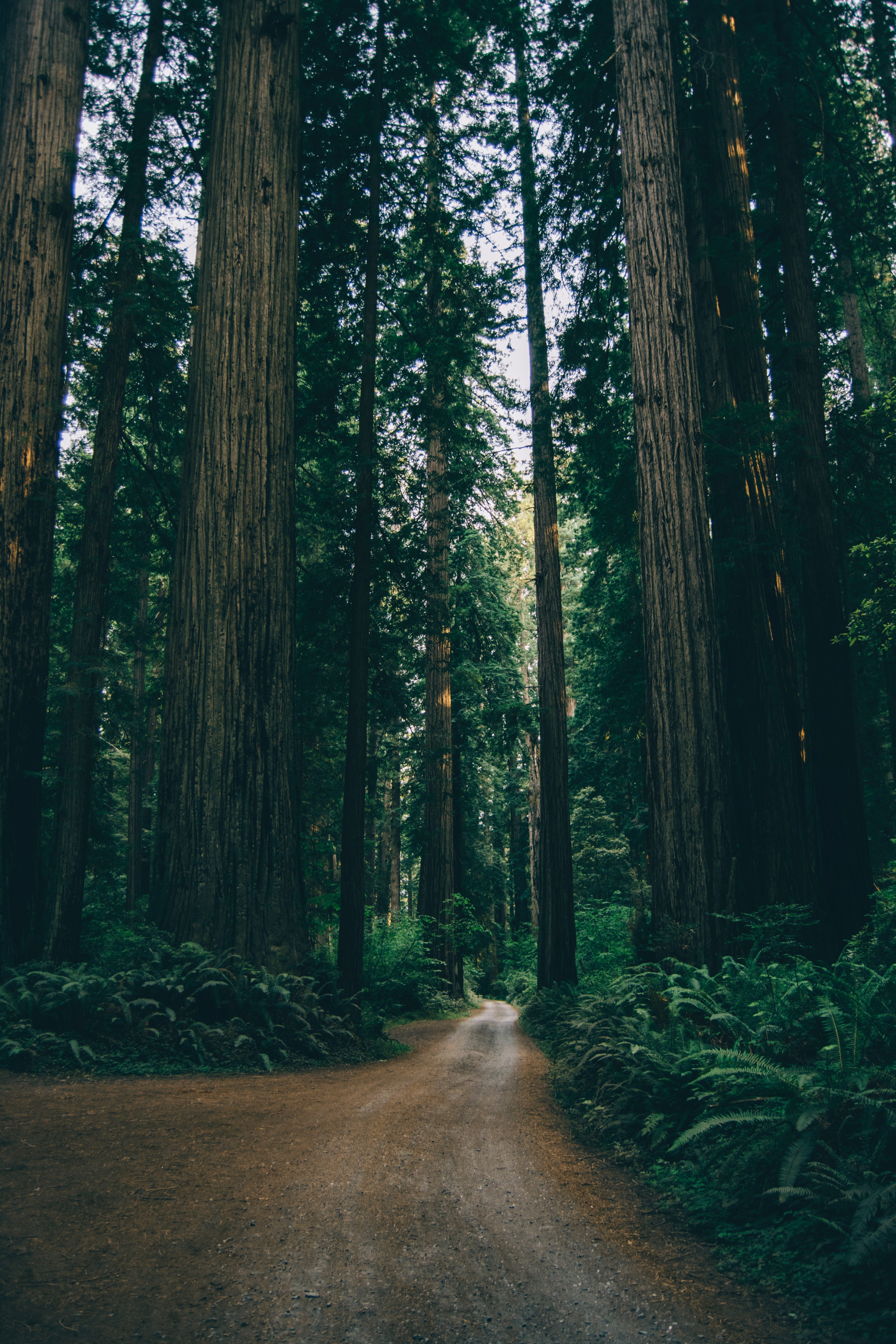 The Tallest Trees In The World For Those Of Us Who Love The Woods By Candide Medium