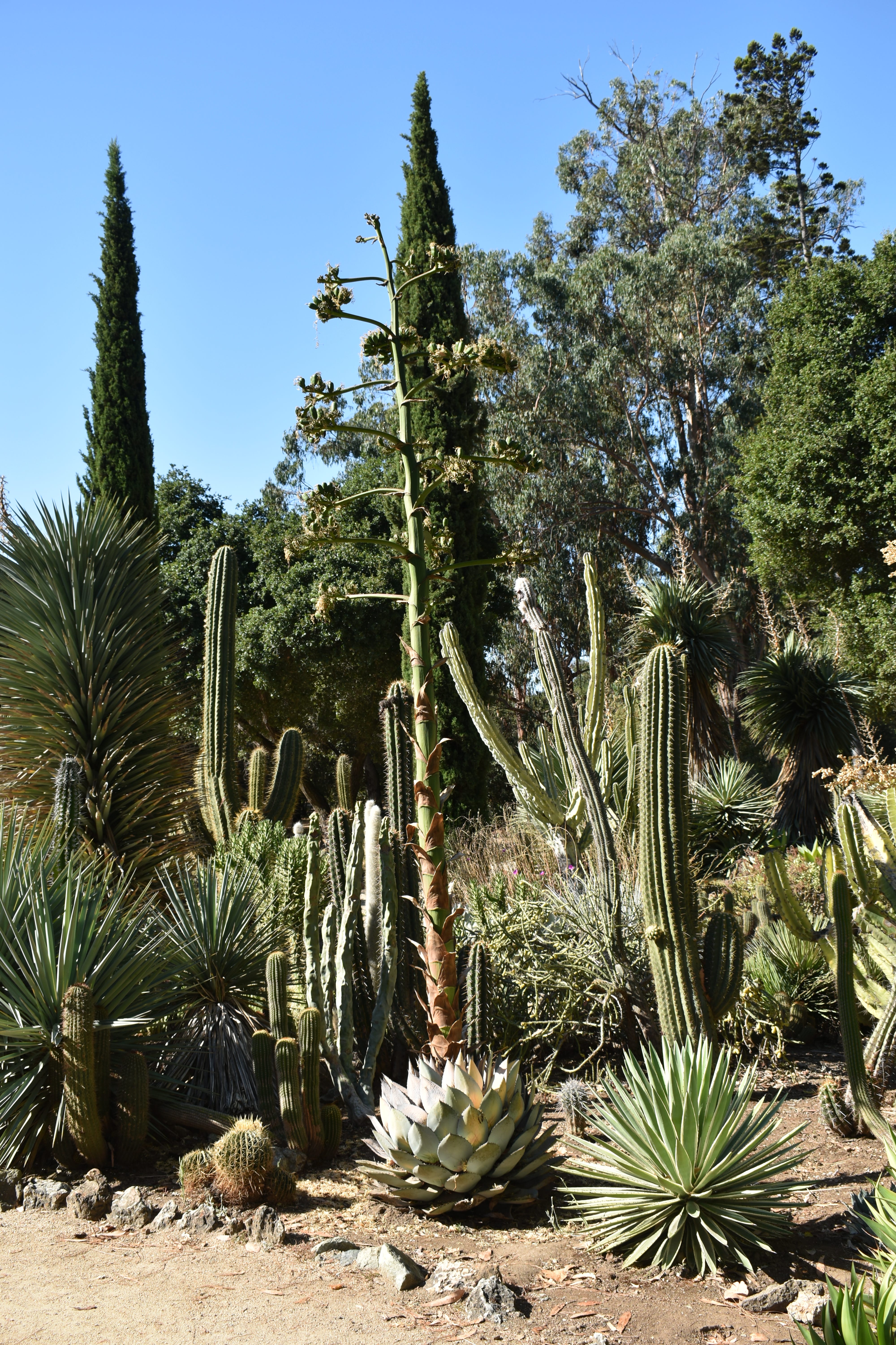 The Stanford Arizona Garden A Victorian Conceit Claudia B Medium