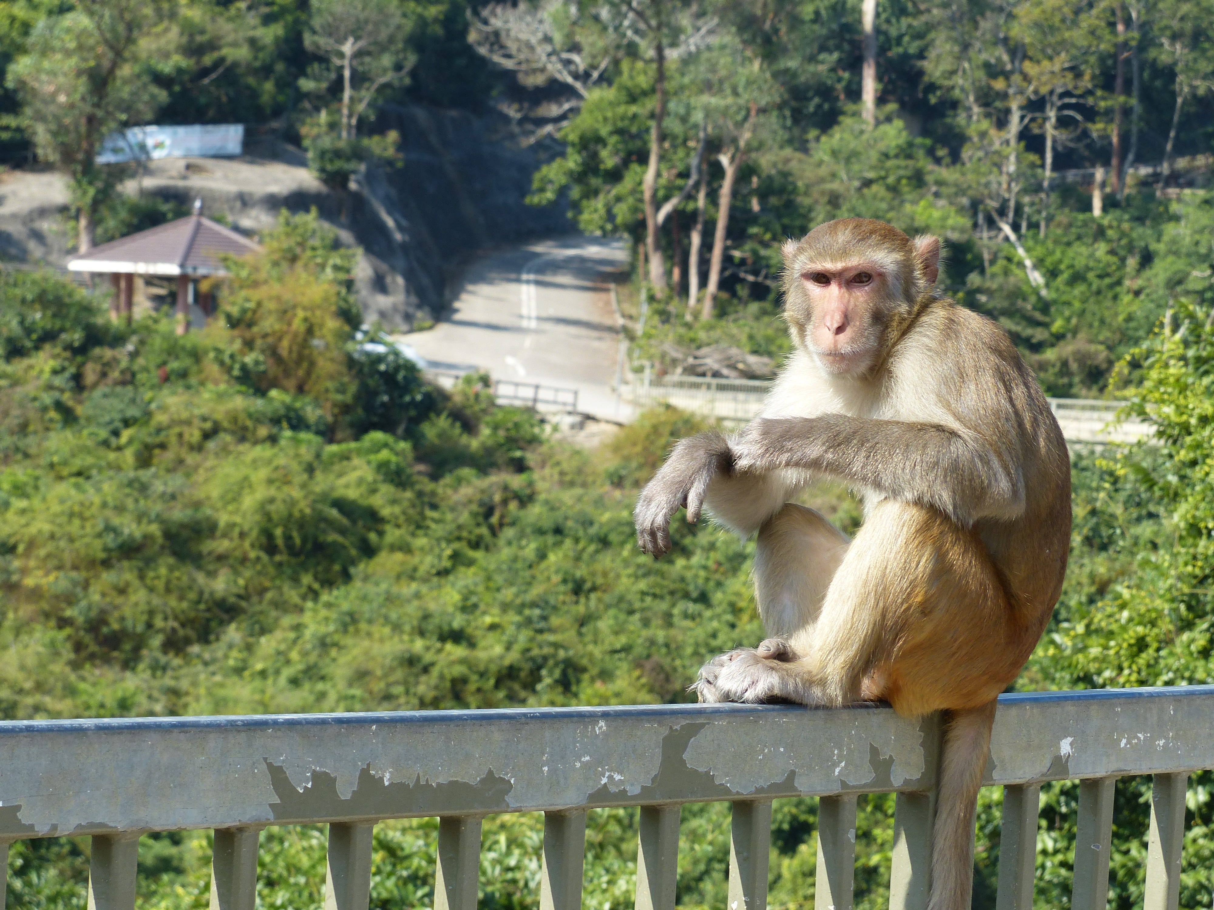 Kam Shan Country Park Biodiversity Panda blog WWFHong