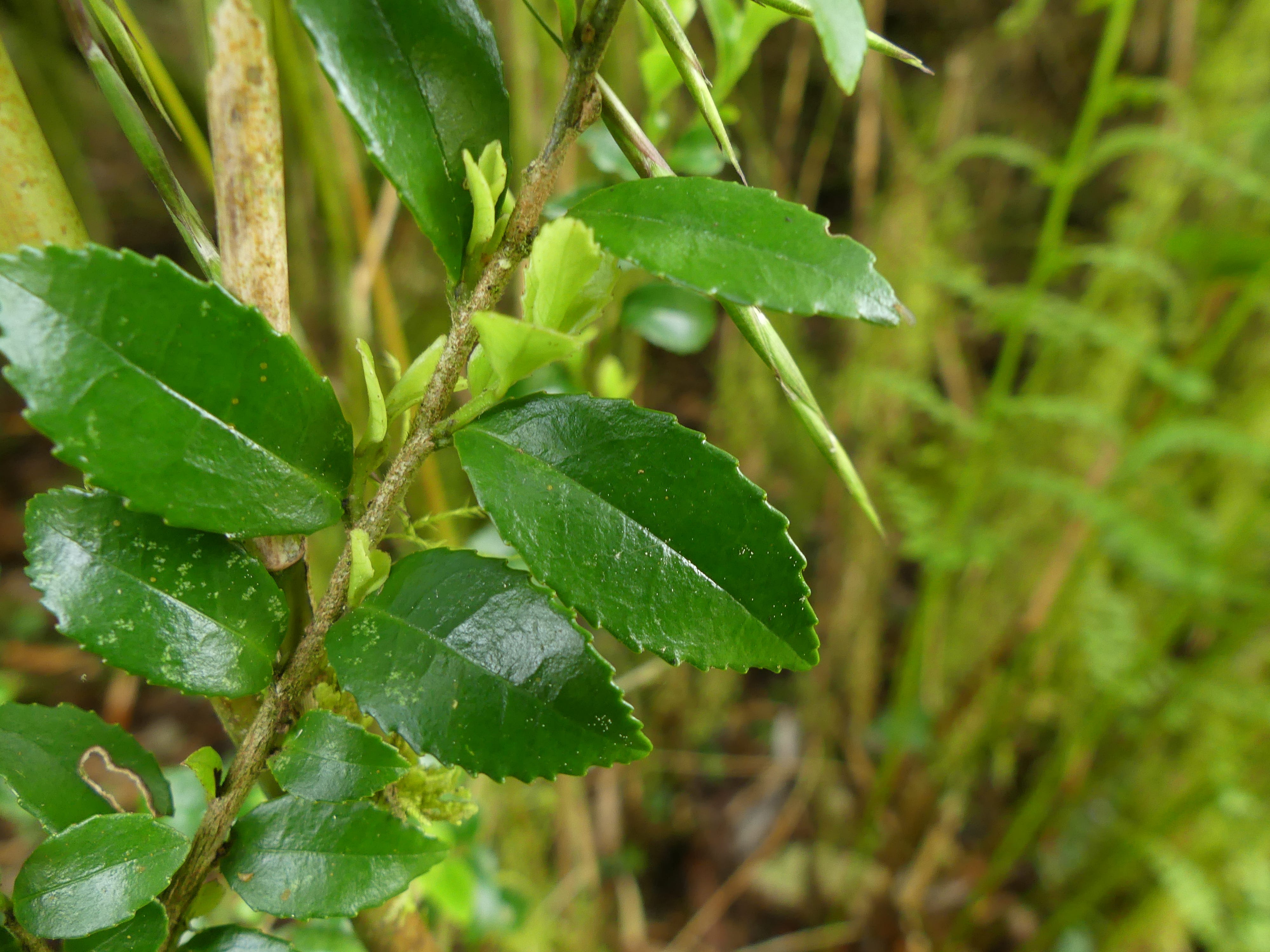 不專業分類學6 柃木 Eurya 柃木屬 Eurya 是從山茶科 Theaceae 搬家到五列木科 Pentaph By Shu I Lin Medium