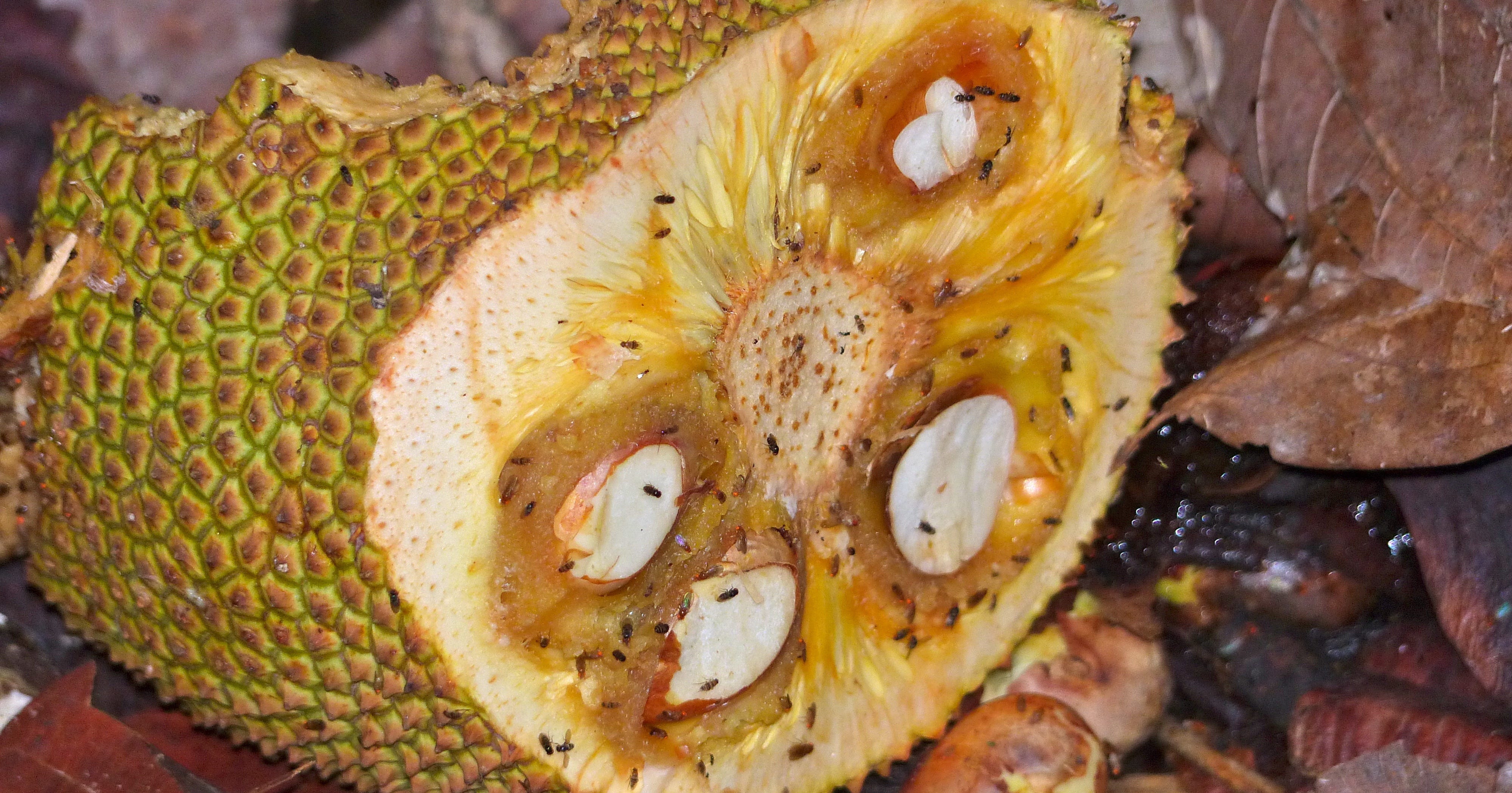 Why do flies congregate at rotten fruit? by eLife Life
