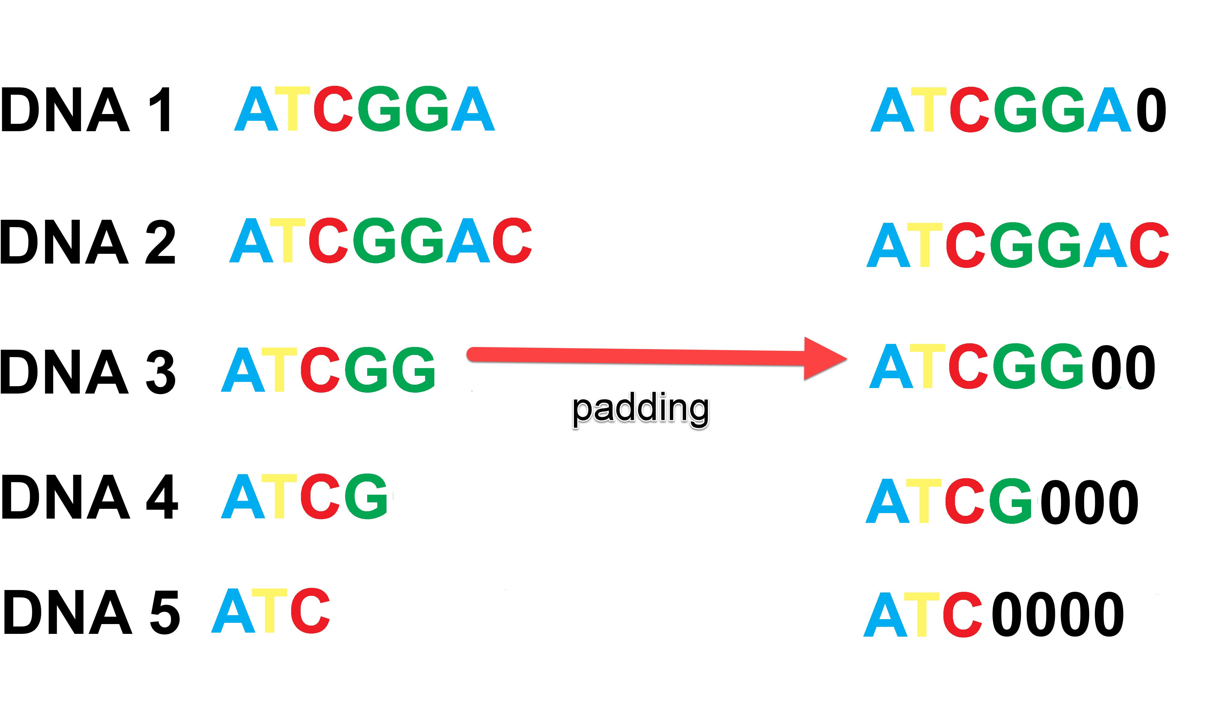 Handling Variable Size Dna Inputs By Elfermi Rachid Medium