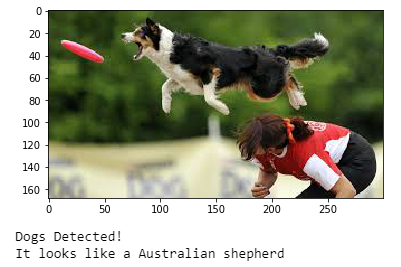 Identifying Dog Breeds using Deep Learning | by Moumita Mukherjee | Medium