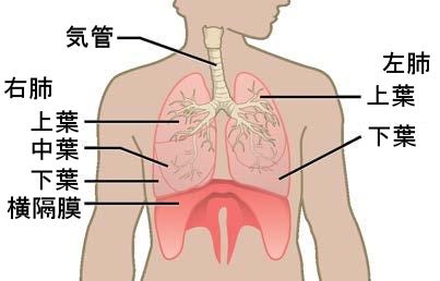 生物学 第2版 第39章 呼吸器系 Japanese Translation Of Biology 2e By Better Late Than Never Medium 生物学 第2版 第39章 呼吸器系 Japanese Translation Of Biology 2e By Better Late Than Never Medium