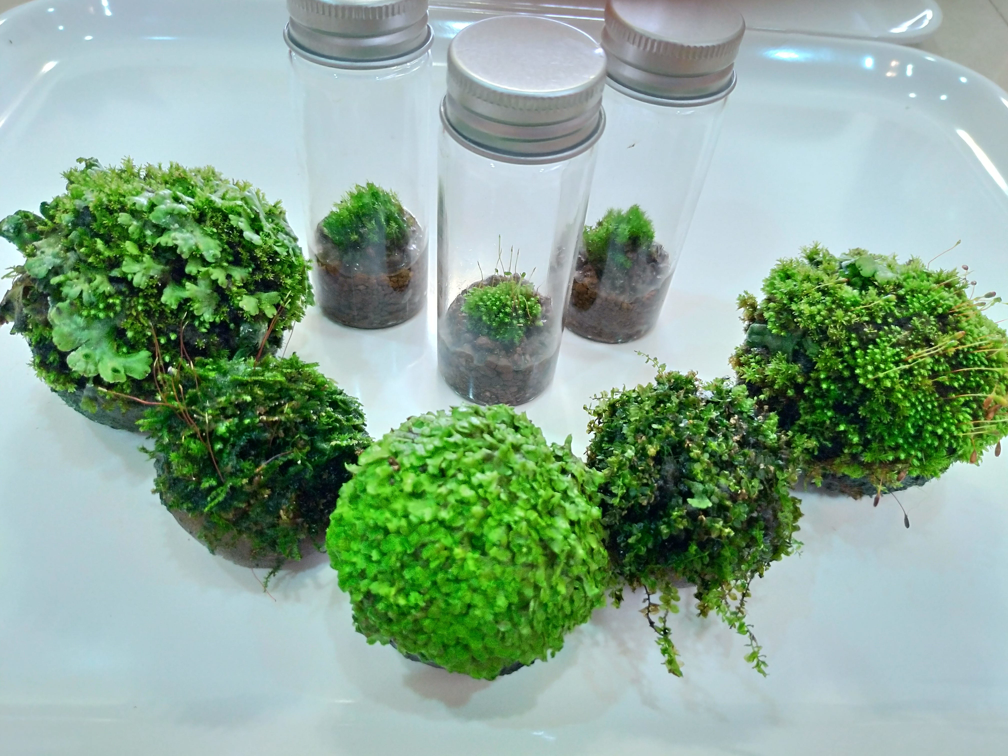 苔蘚學堂 養苔基礎篇總整理 Part 1苔蘚的採集及取得 By Yu Feng Medium 苔蘚學堂 養苔基礎篇總整理 Part 1苔蘚的採集及取得 By Yu Feng Medium
