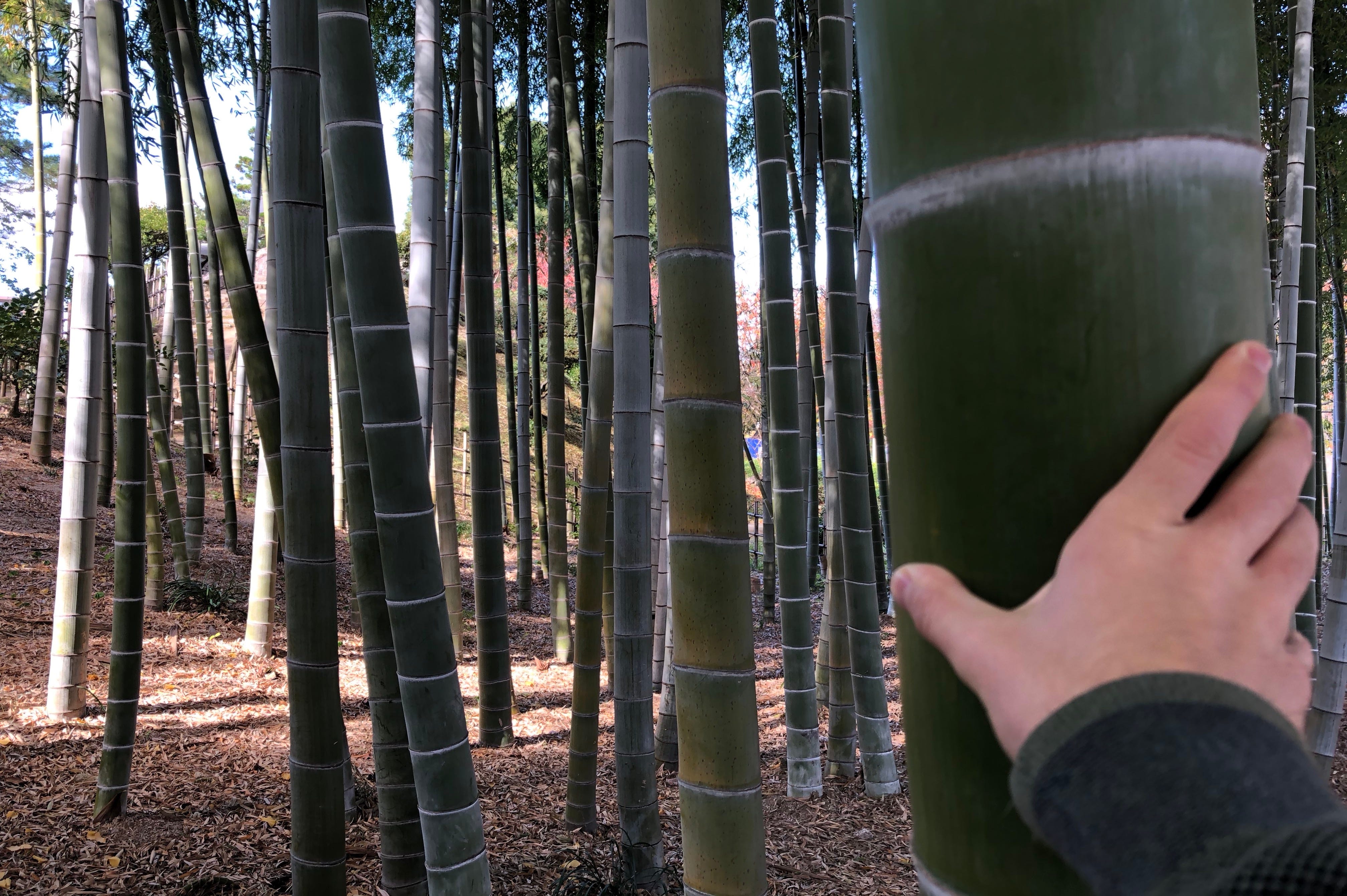 Picture of my hand on a huge bamboo, not being able to cover (read, handle) the bamboo at all.