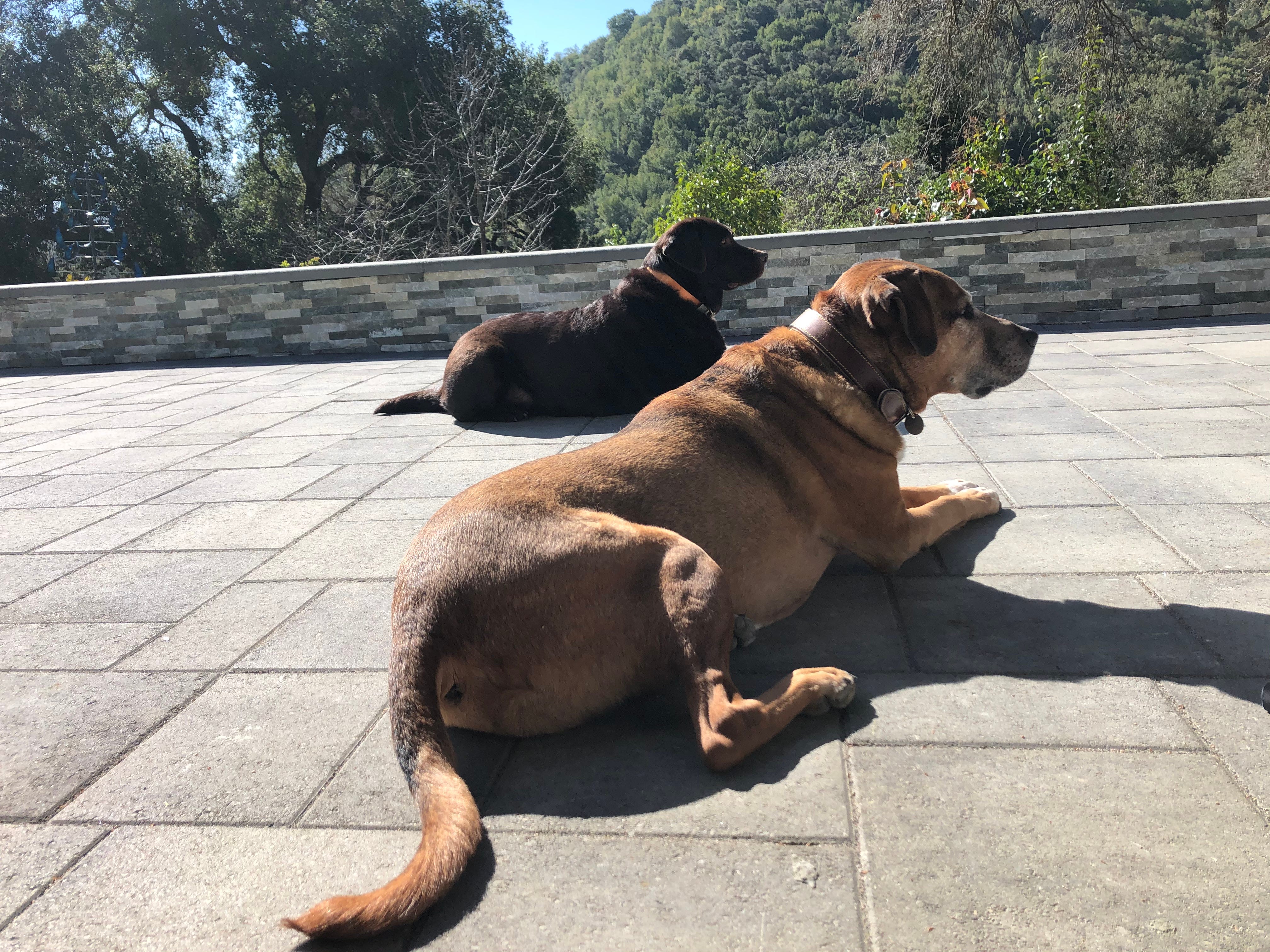 Two large dogs lounging on the patio outside in the afternoon sun