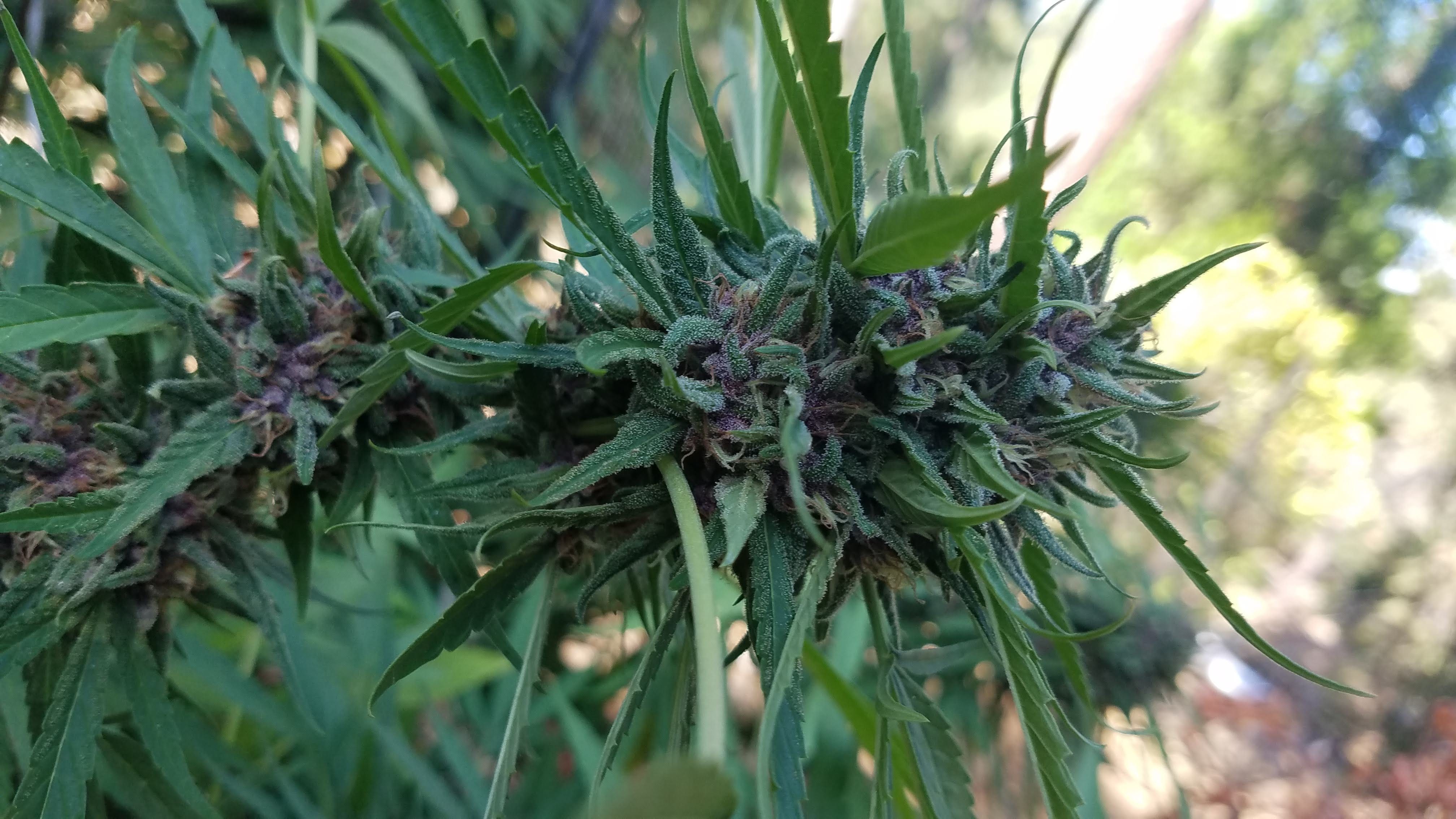 Force Flowering Basics for the Outdoor Grower by Heidi Wong tCheck Medium