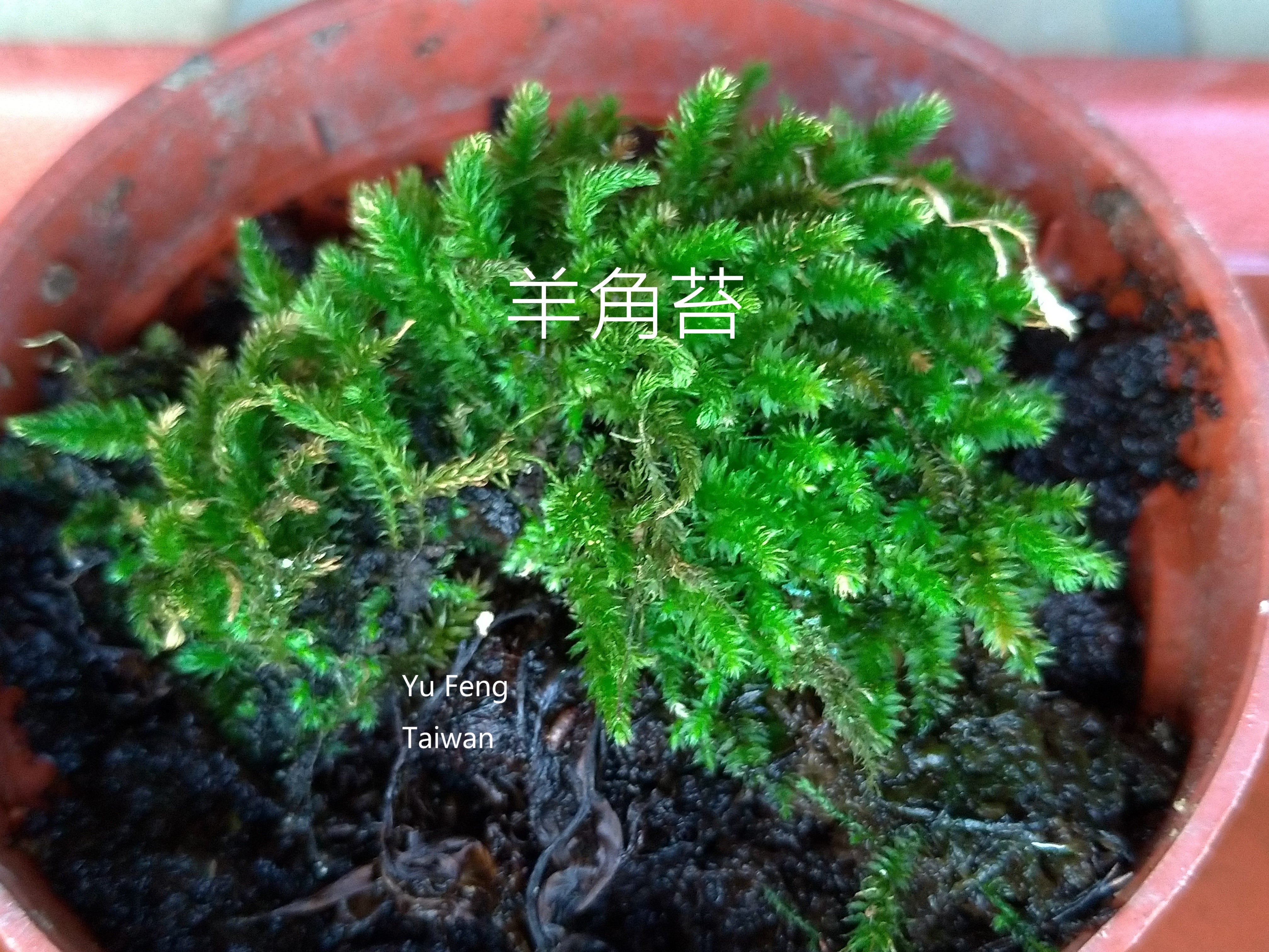 苔蘚學堂 羊角苔 Herpetineuron Toccoae 的培養 By Yu Feng Medium 苔蘚學堂 羊角苔 Herpetineuron Toccoae 的培養 By Yu Feng Medium