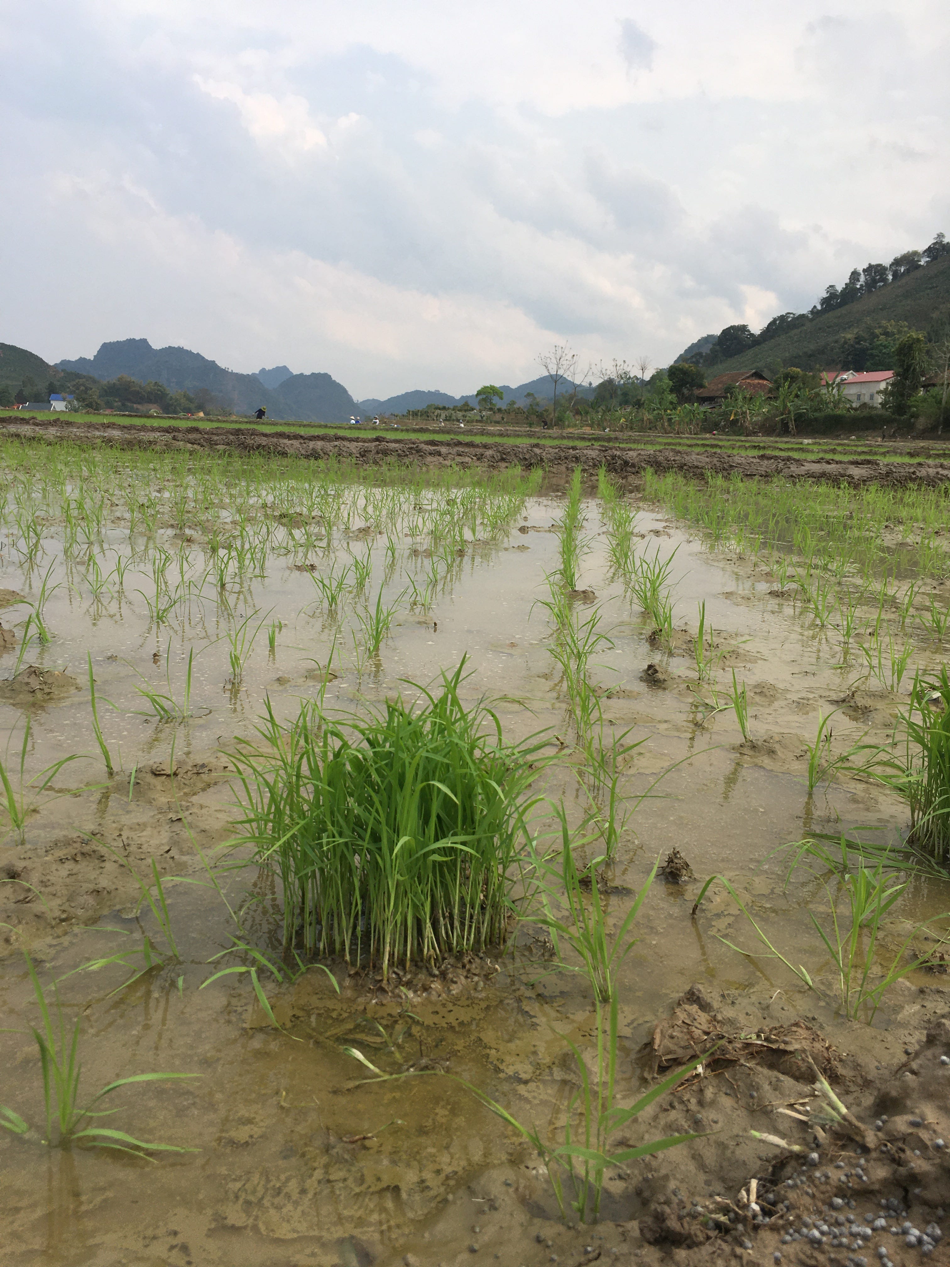 Rice planting in Vietnam. Bạn ăn cơm chưa? Have you eaten yet? | by ...