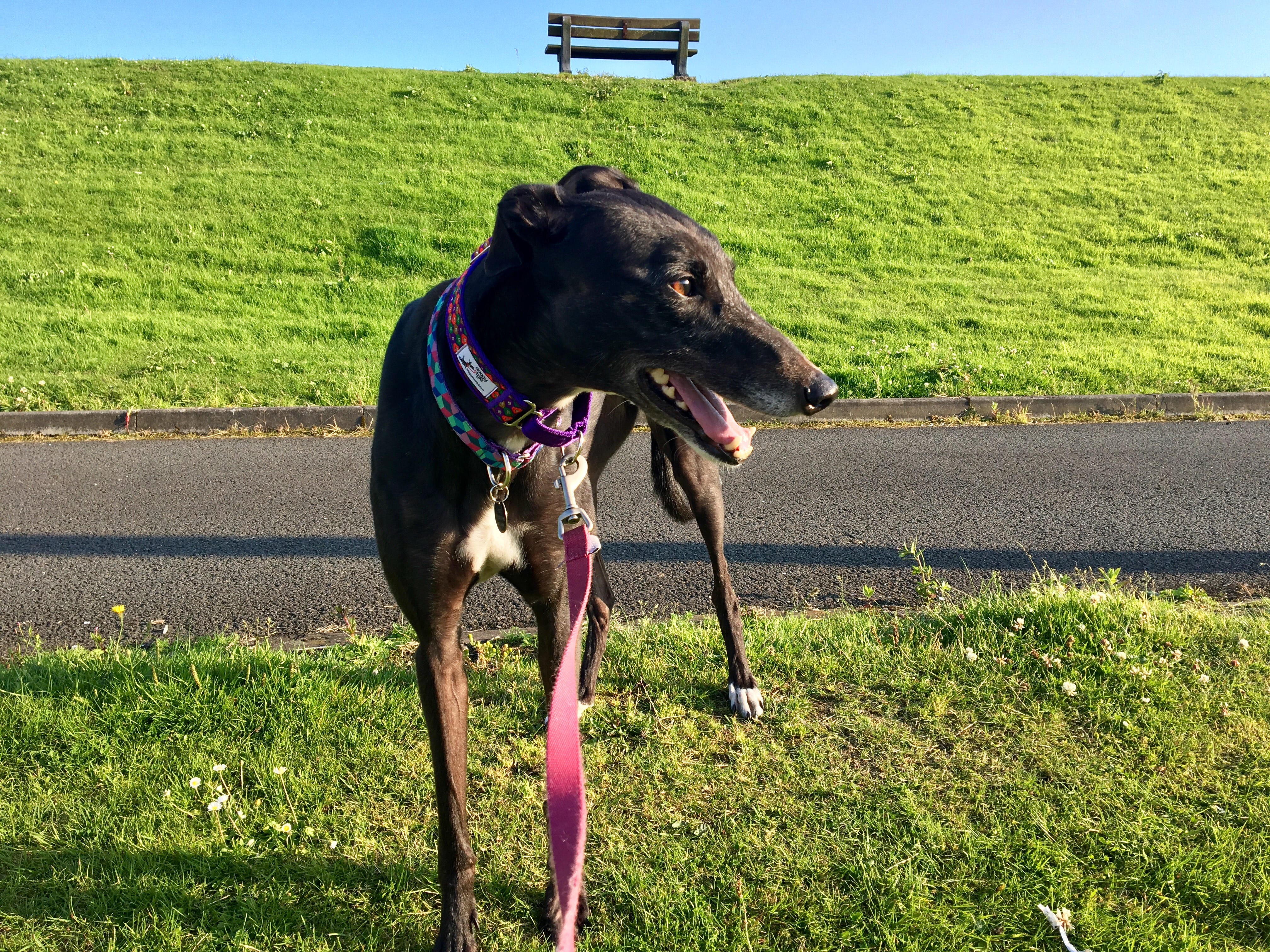 greyhound extra bag