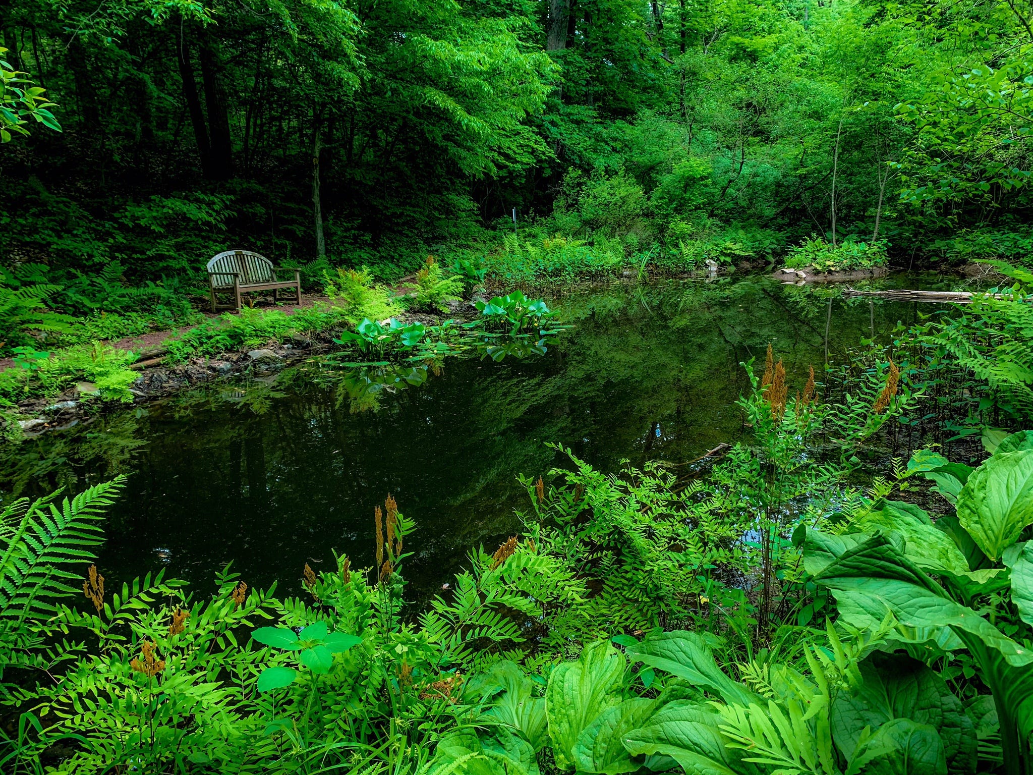 Forest Therapy And My Quest For A Quiet Place By Michael Competielle The Startup Medium Forest Therapy And My Quest For A Quiet Place By Michael Competielle The Startup Medium