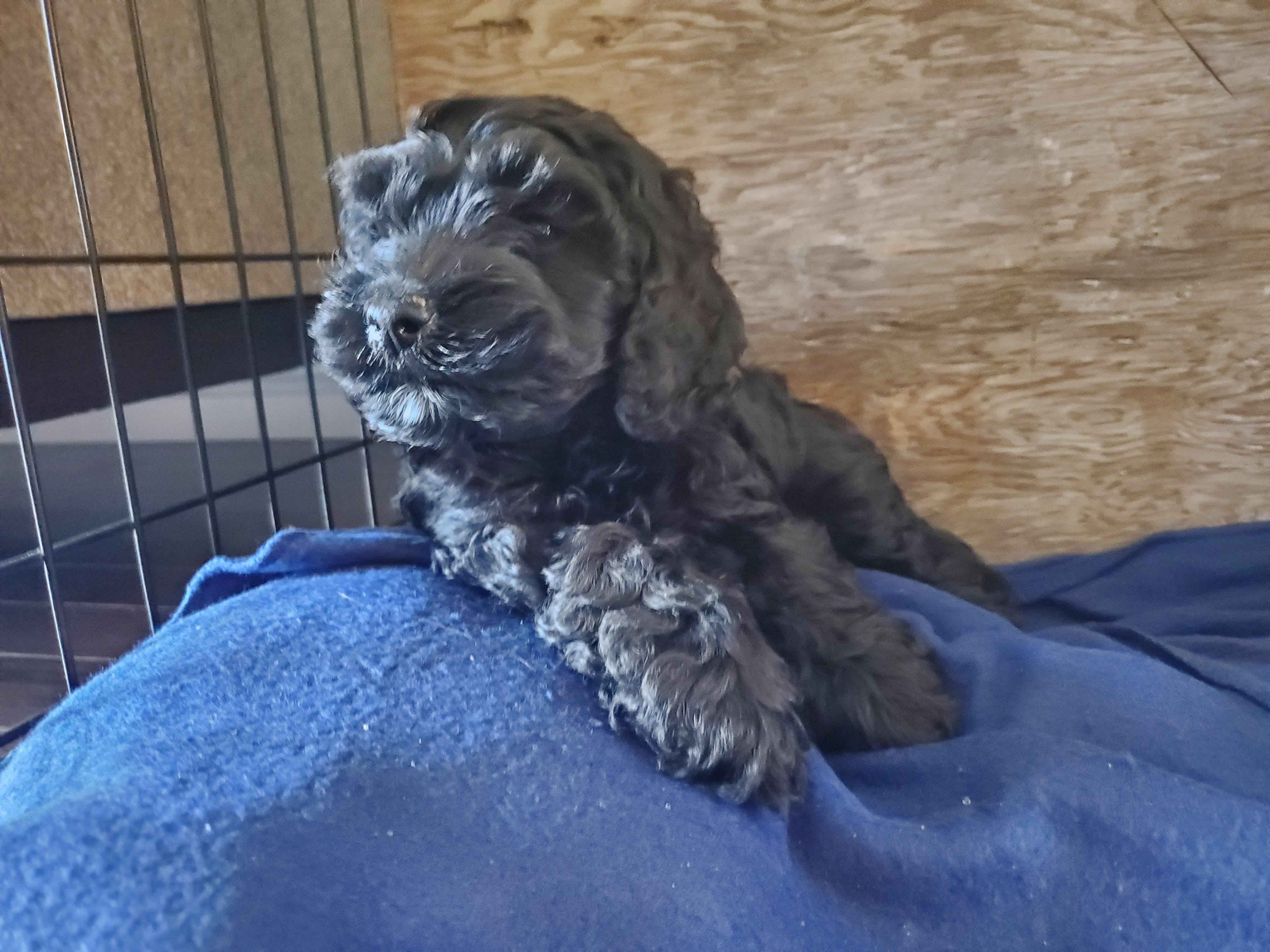 poodle crate training