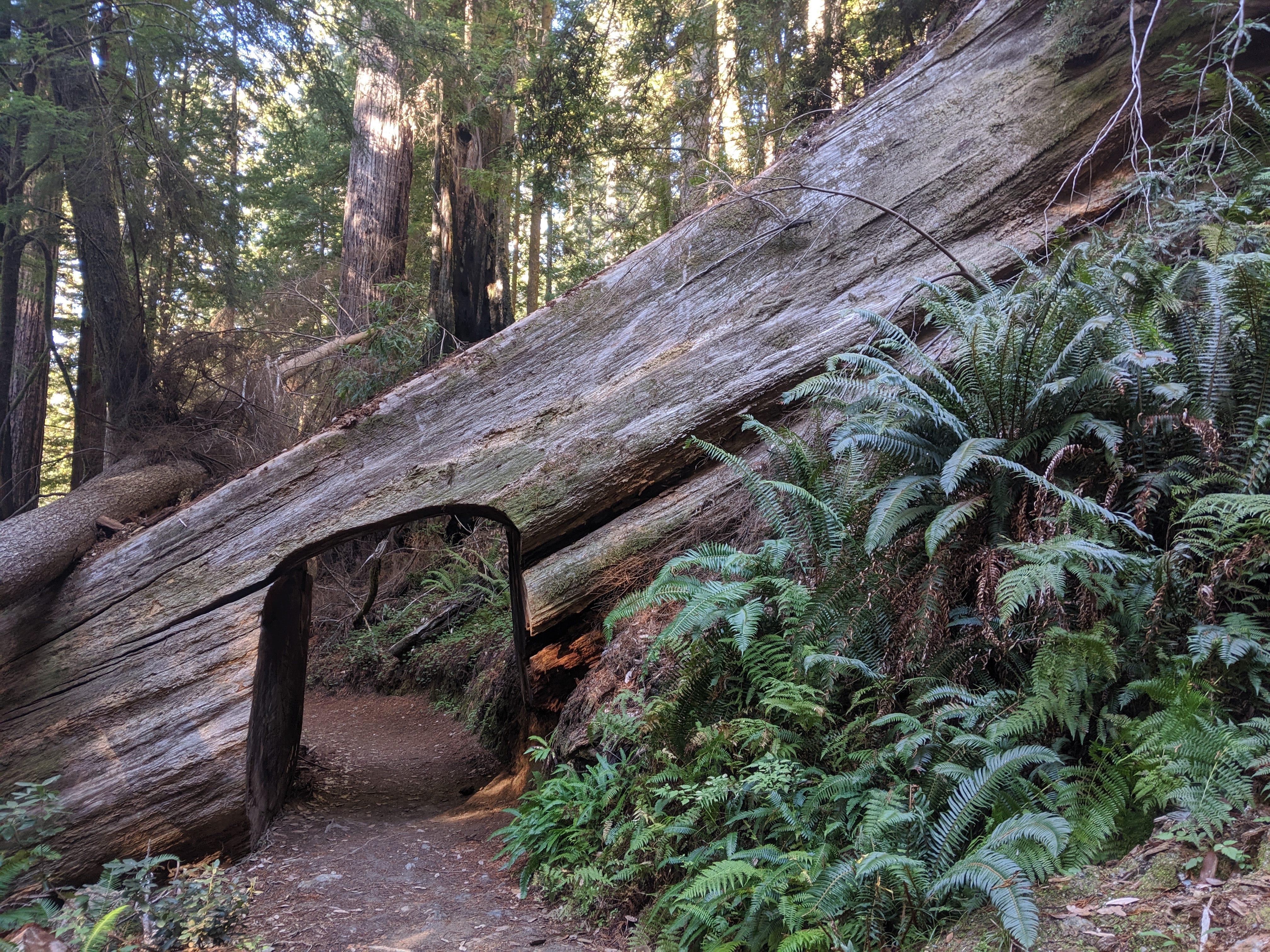 Redwoods National Park S Exclusive Hike Tall Trees Trail By A Rambling Man Medium