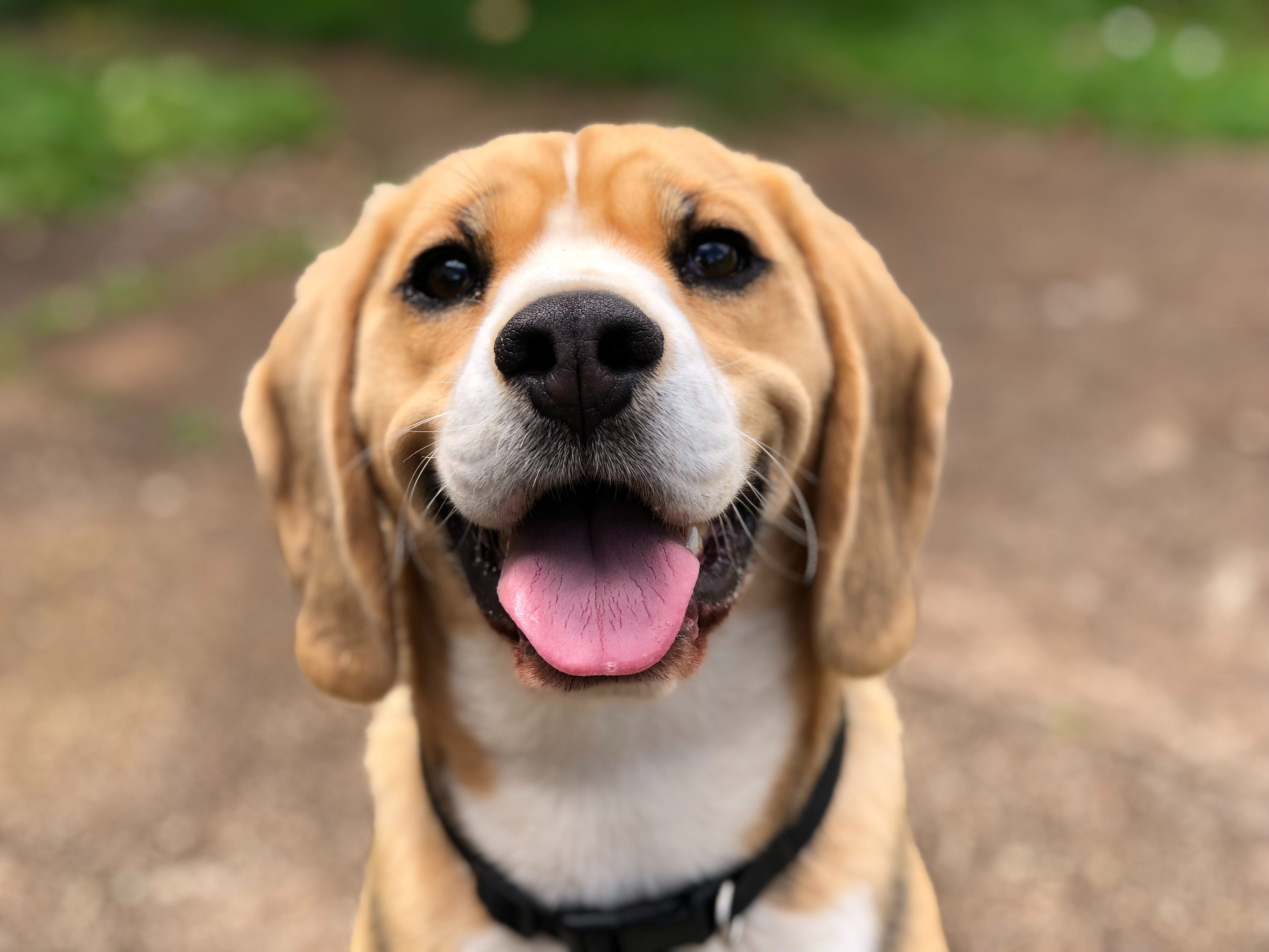 cute medium sized dogs