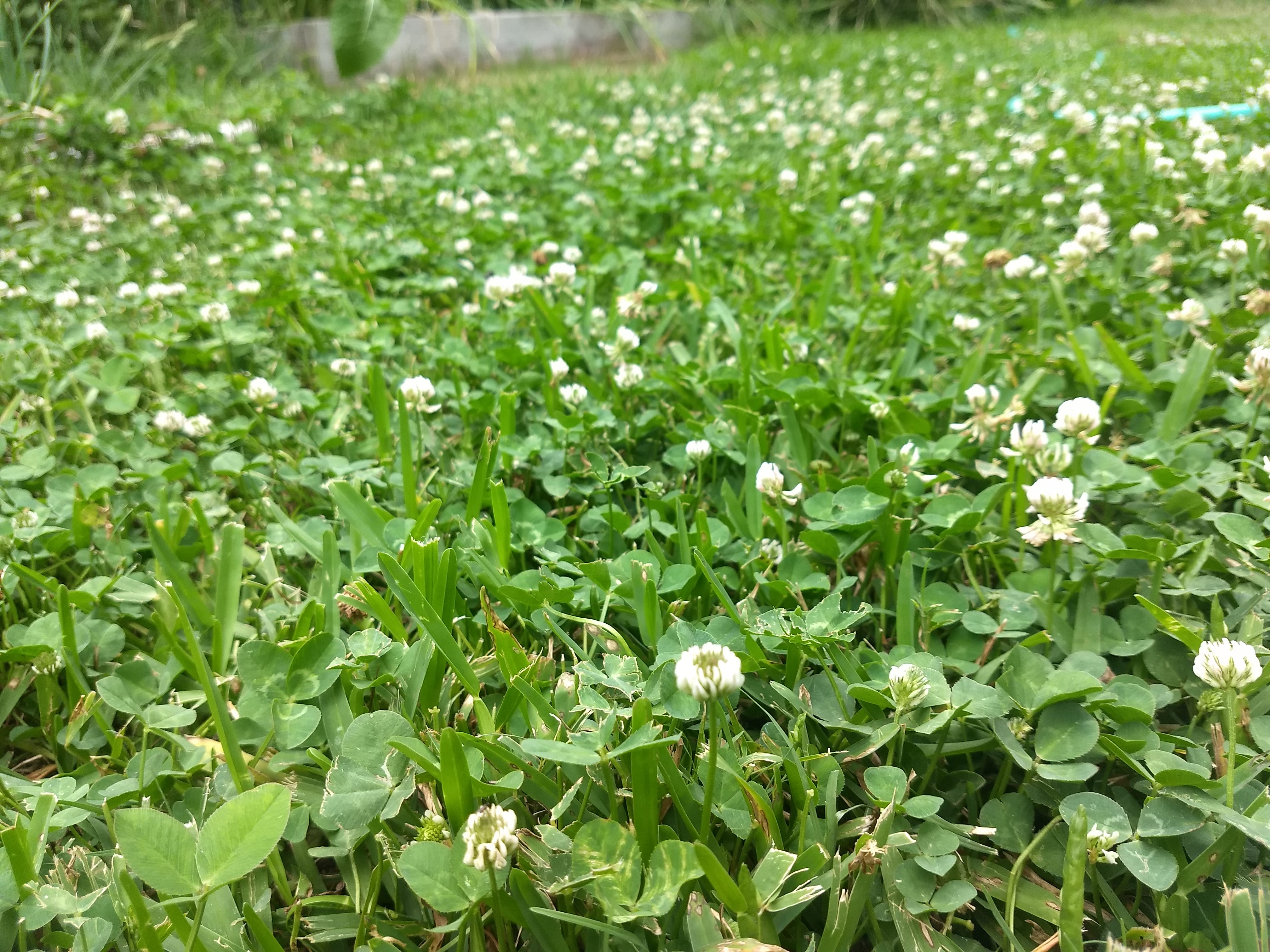 Five Reasons to Keep Clover Out of Your Lawn by ATrigueiro