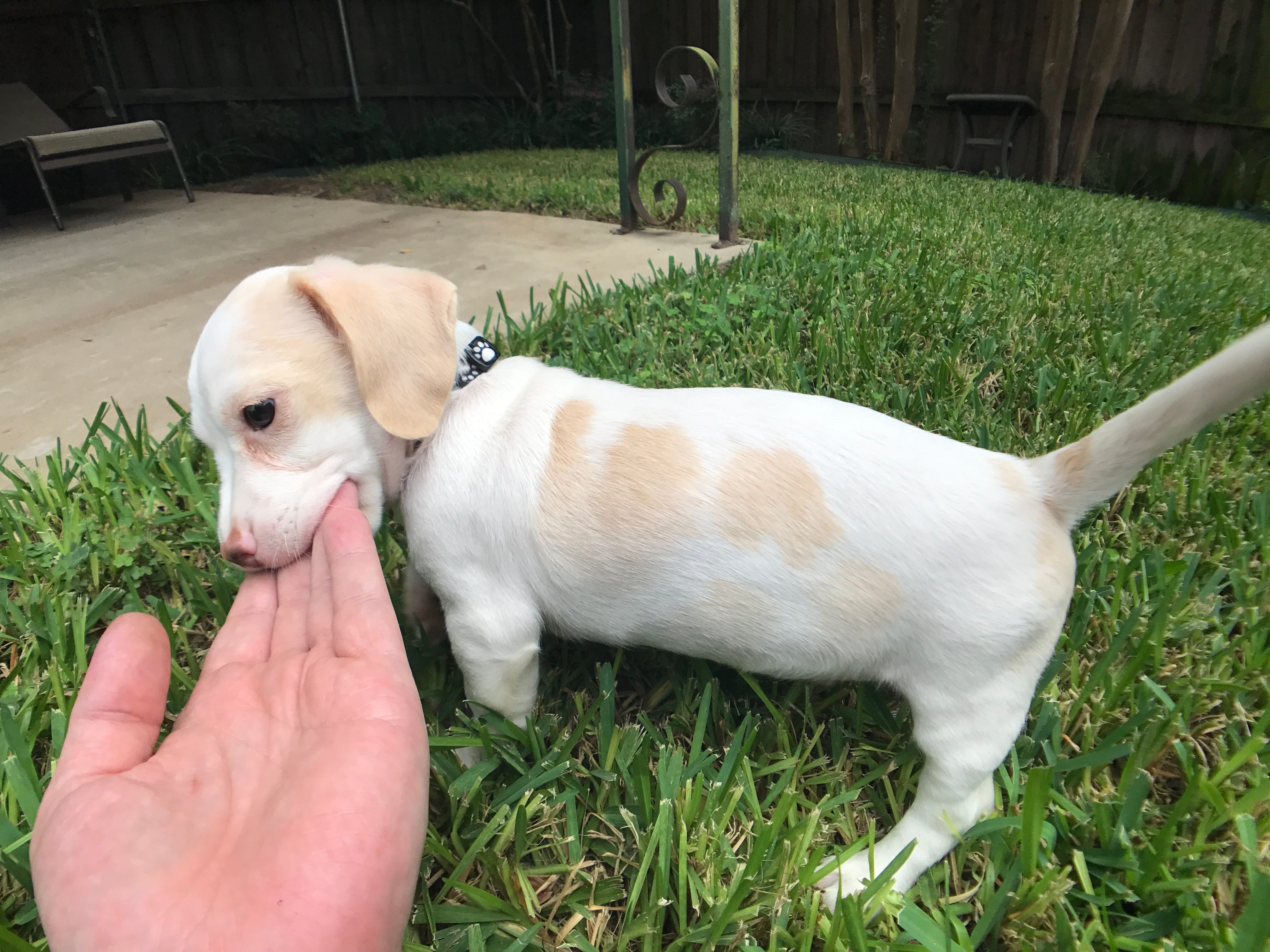 dapple dachshund chihuahua mix