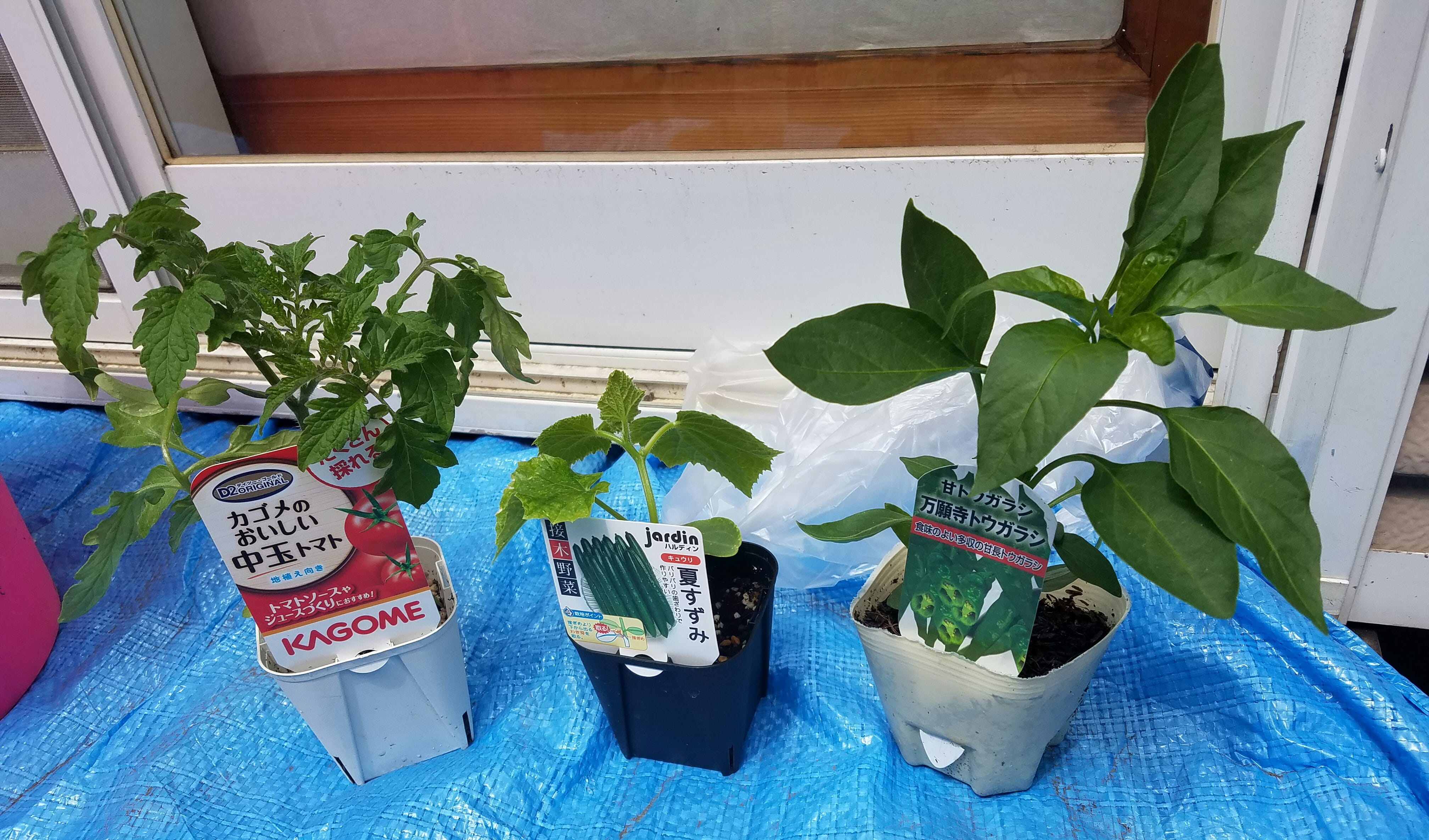 夏野菜スペシャル 苗植え付けました By すもも Medium 夏野菜スペシャル 苗植え付けました By すもも Medium