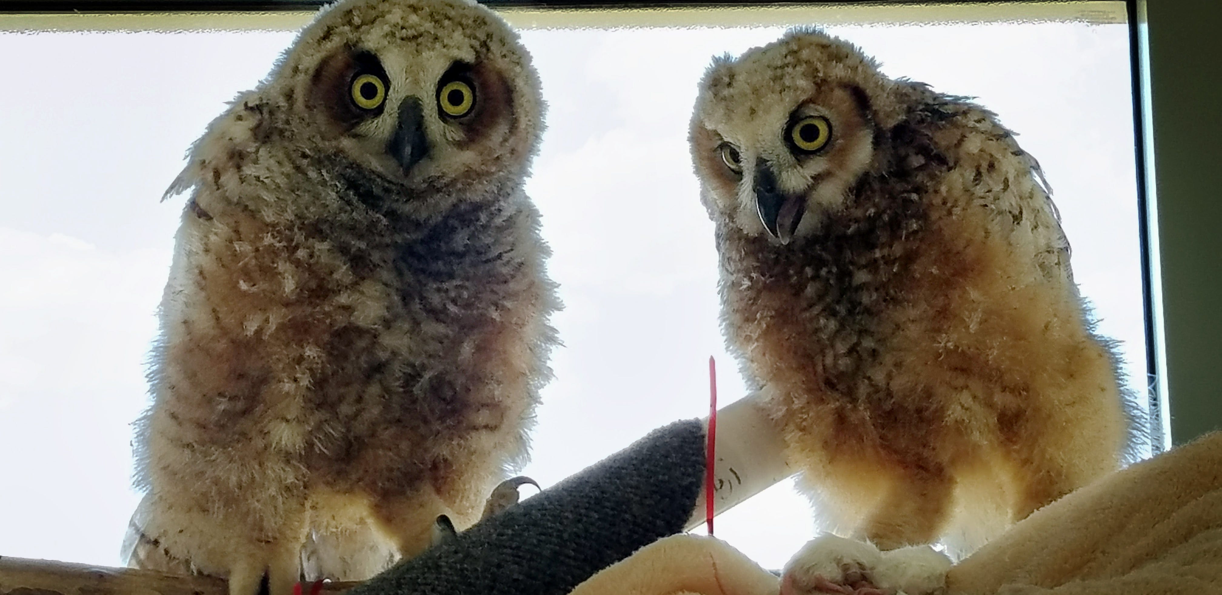 Baby owls admitted suffering from secondary rat poison by Conservancy