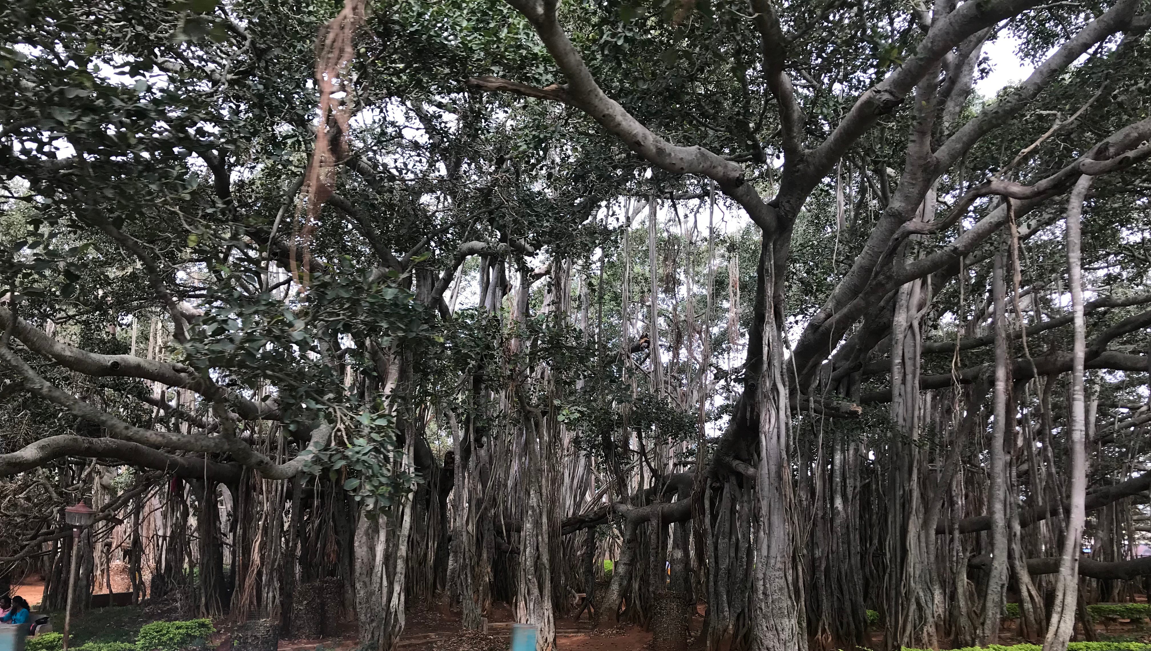 Uttari Betta One Day Trek In Karnataka By Atit Patel Medium