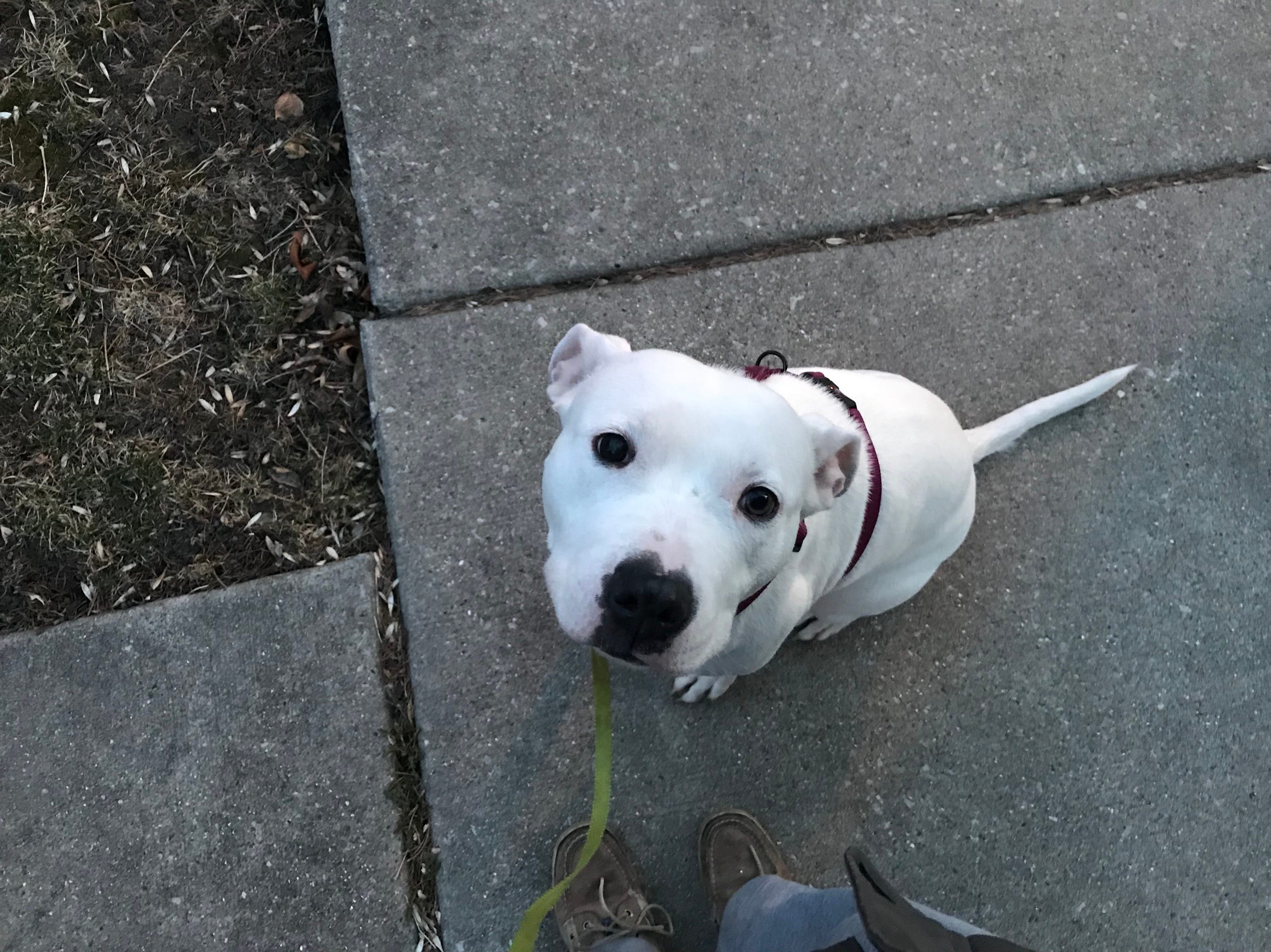 walks with my dog near me