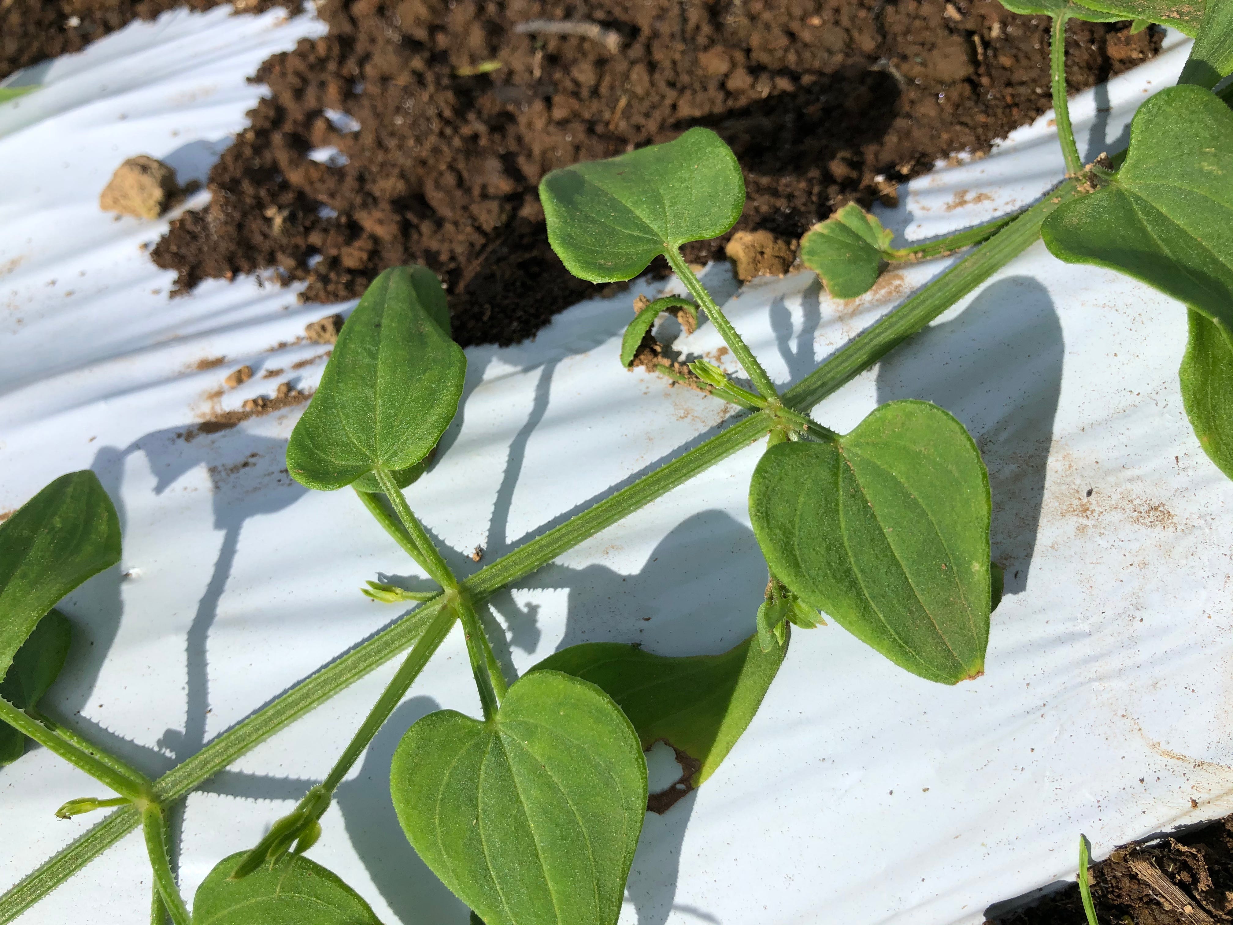 色を畑で育てる 染料植物を栽培すること By Hitomi Fujisaki 日本語で読む Medium 色を畑で育てる 染料植物を栽培すること By Hitomi Fujisaki 日本語で読む Medium