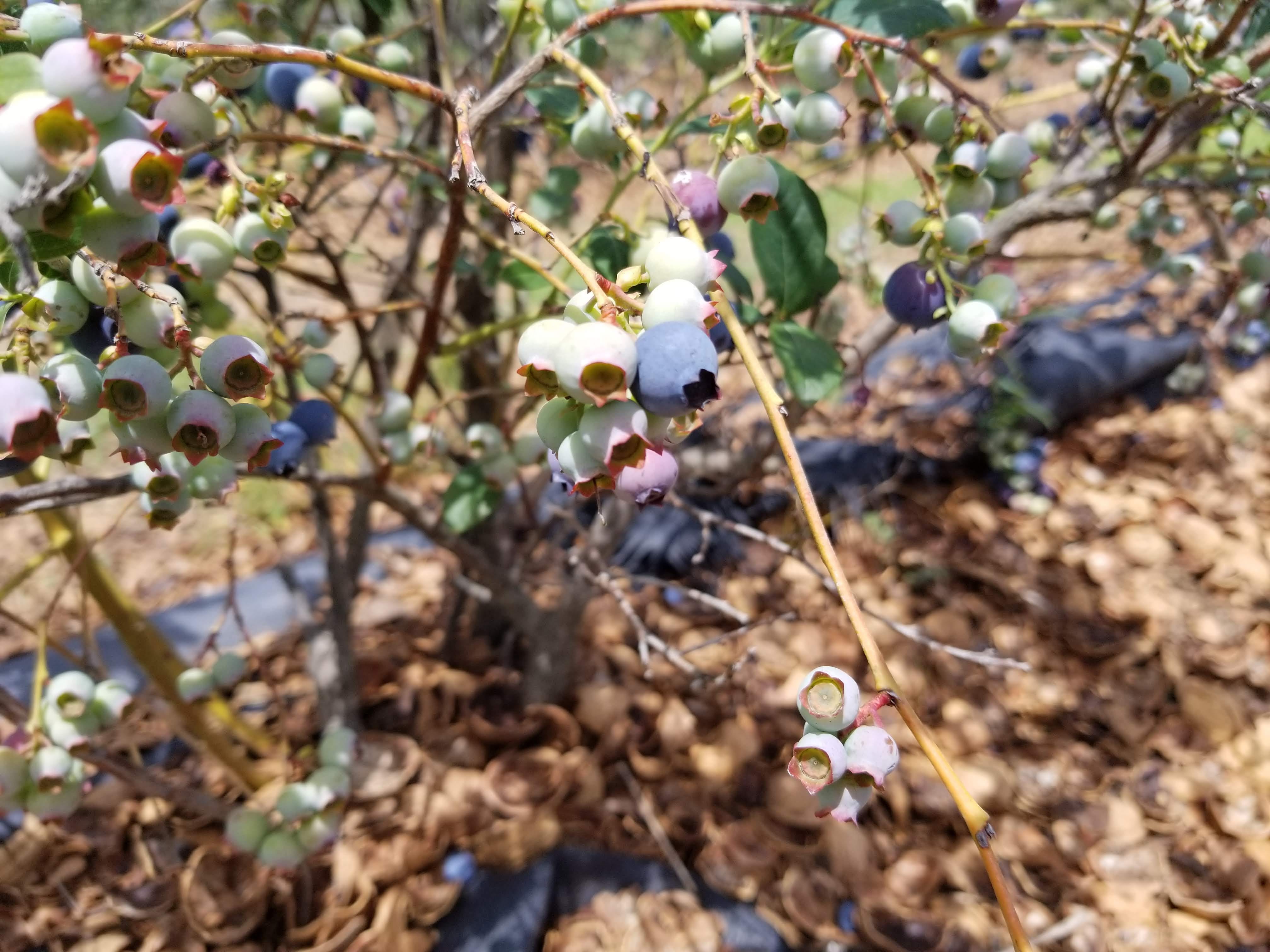 Blueberry Picking Is Hard The Cost Is Explained By The Effort By Julie Moreno Medium
