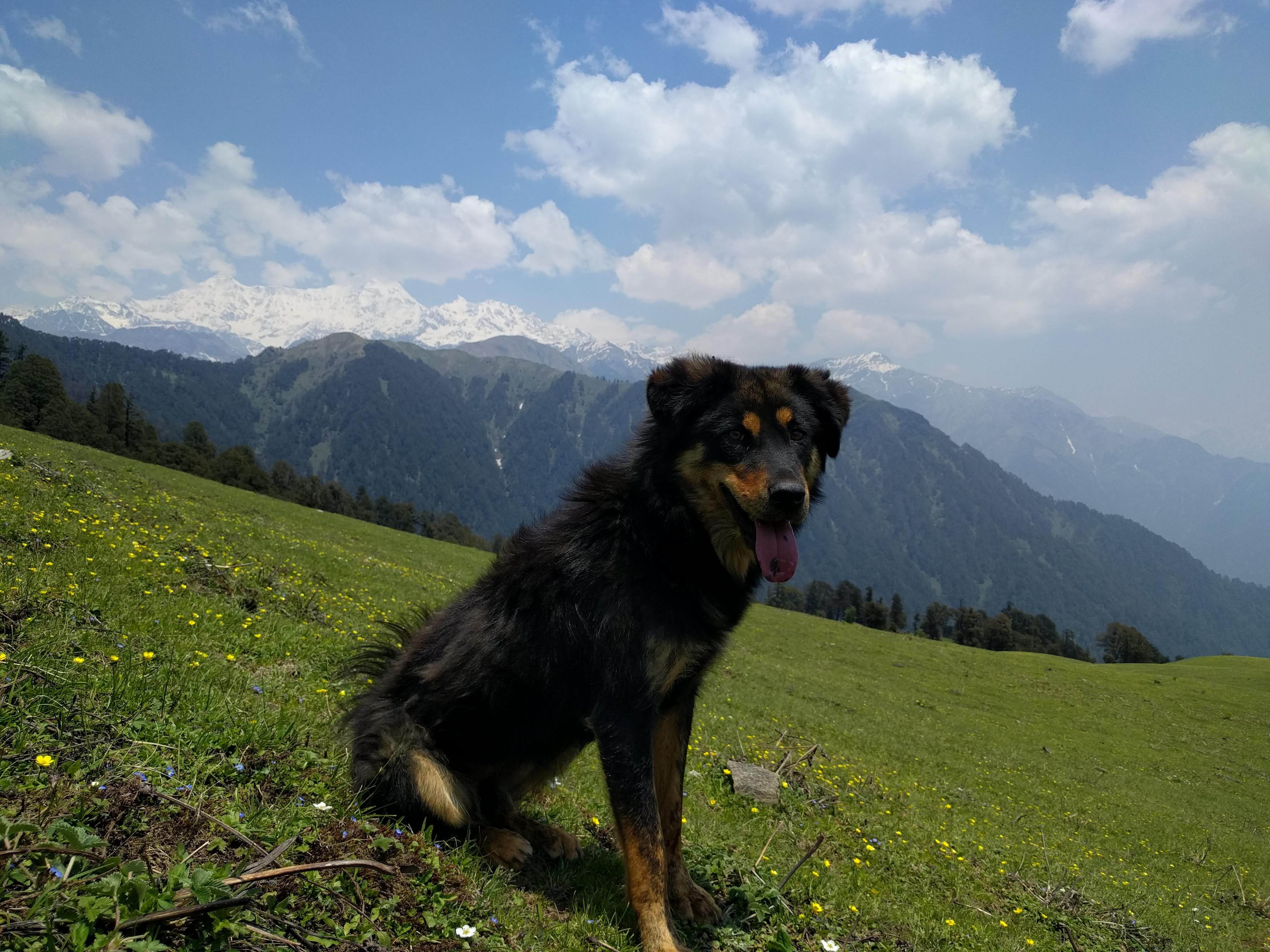 himalayan dog