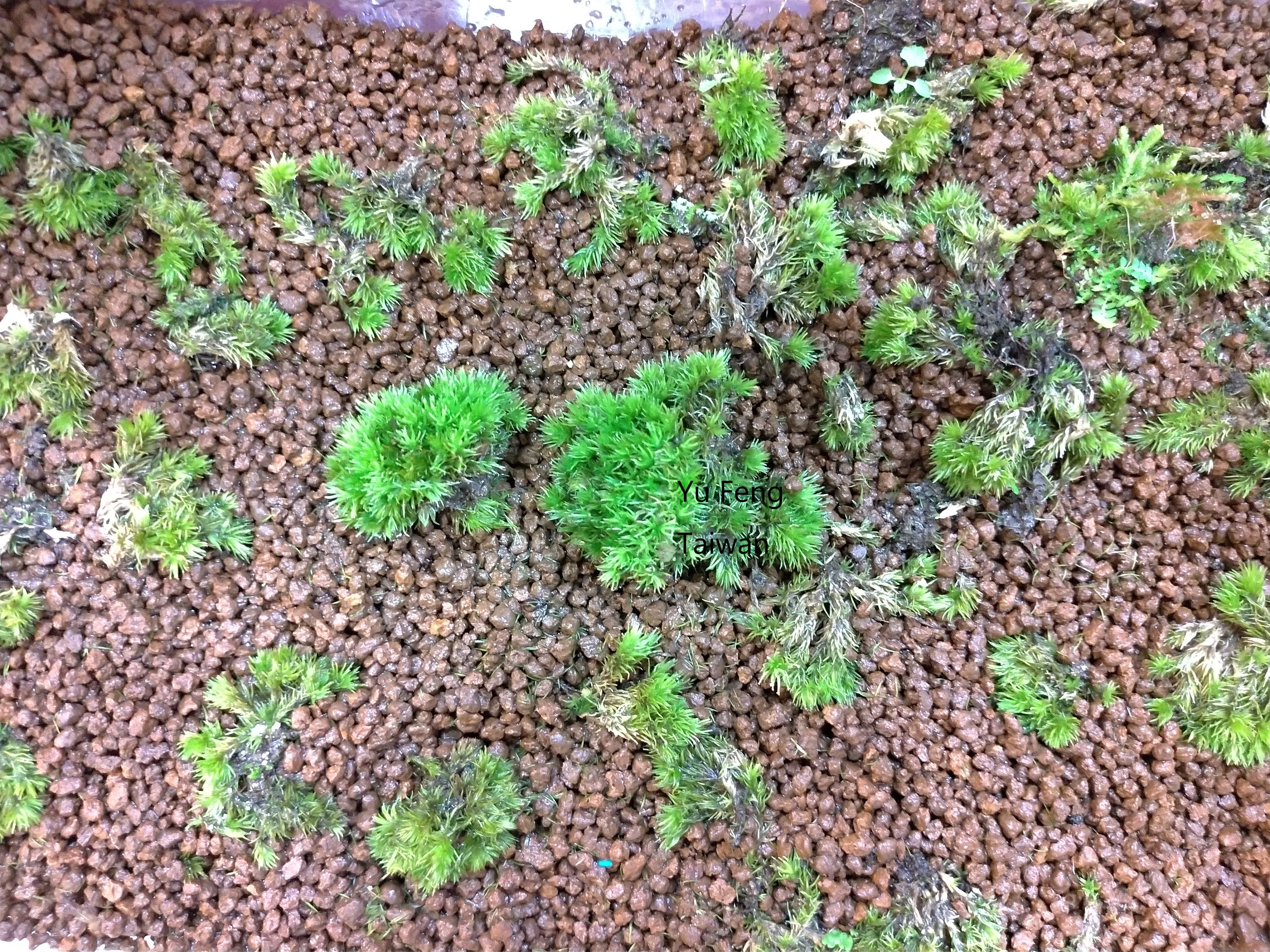 苔蘚學堂 白髮苔 Leucobryaceae 的培養 本文主要介紹白髮苔屬 Leucobryum 及八齒苔 Octoblepharum By Yu Feng Medium 苔蘚學堂 白髮苔 Leucobryaceae 的培養 本文主要介紹白髮苔屬 Leucobryum 及八齒苔 Octoblepharum By Yu Feng Medium