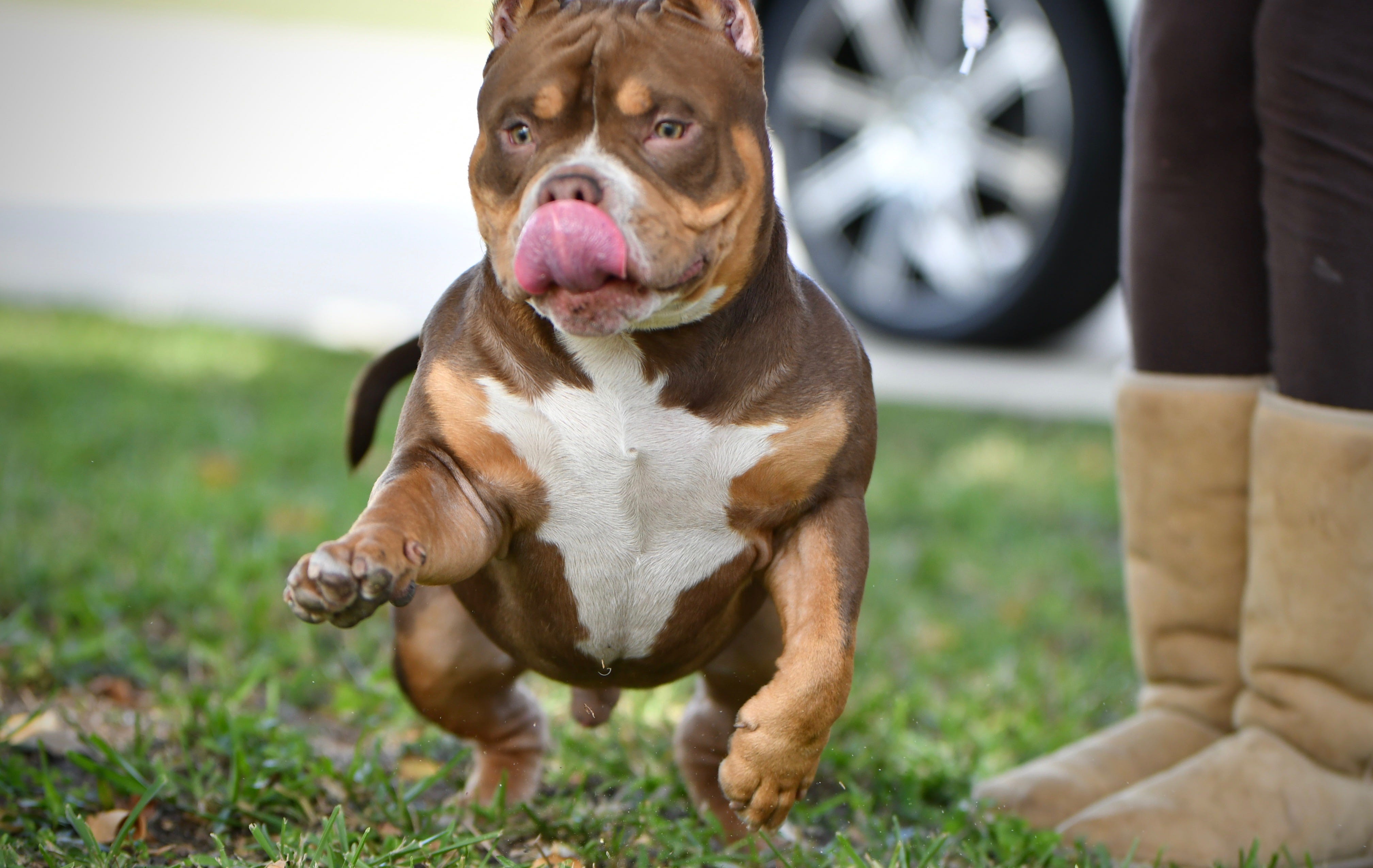 American Bully Colors: The Allure Of Pure Black - ct6j19q
