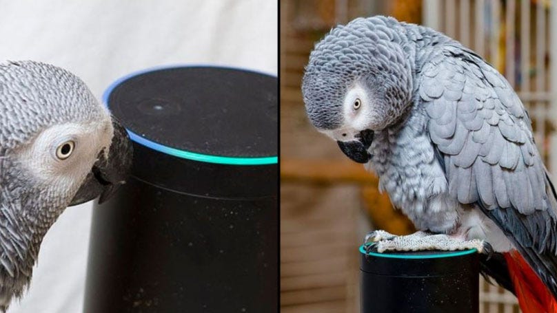 Parrot Falls In Love With Alexa And Keeps Ordering Things From Amazon | by  latestcnews | Medium