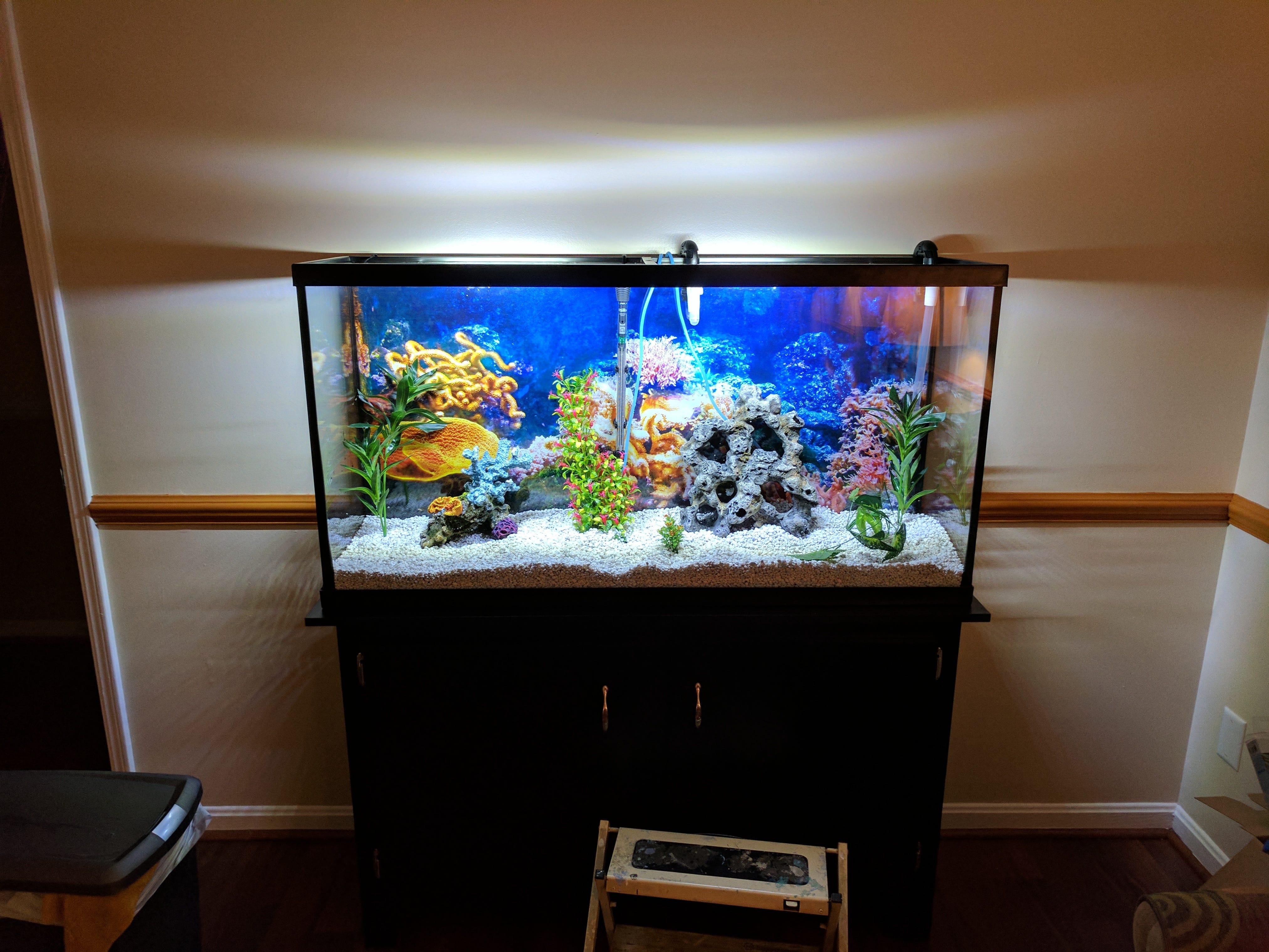 60 gallon aquarium