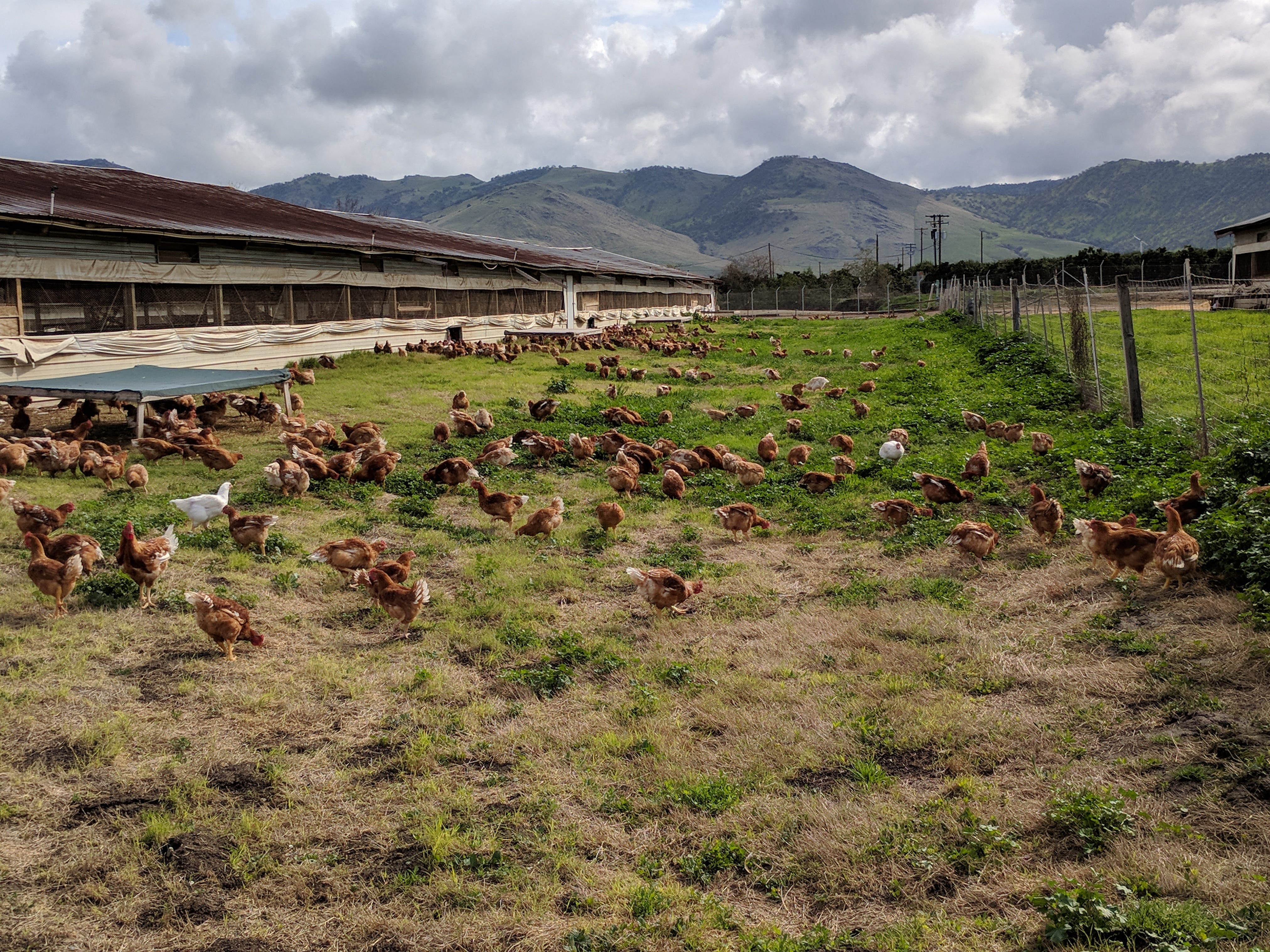 Vendor Spotlight Pitman Family Farms (Mary’s Chicken) by Kitava