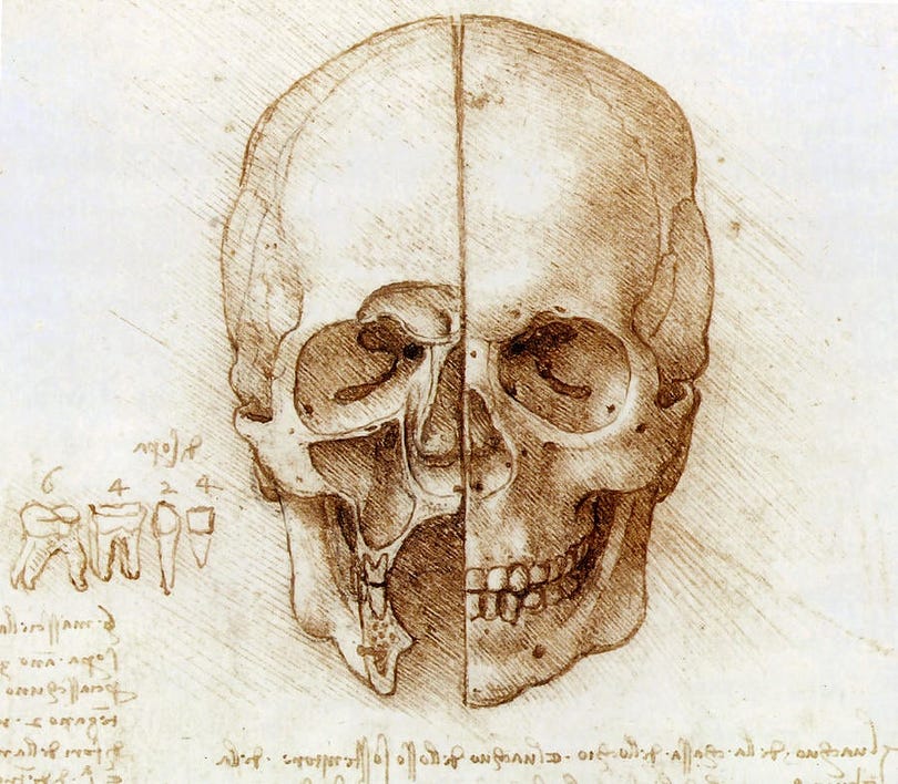 Leonardo da vinci examination of skull,showing the different types of teeth