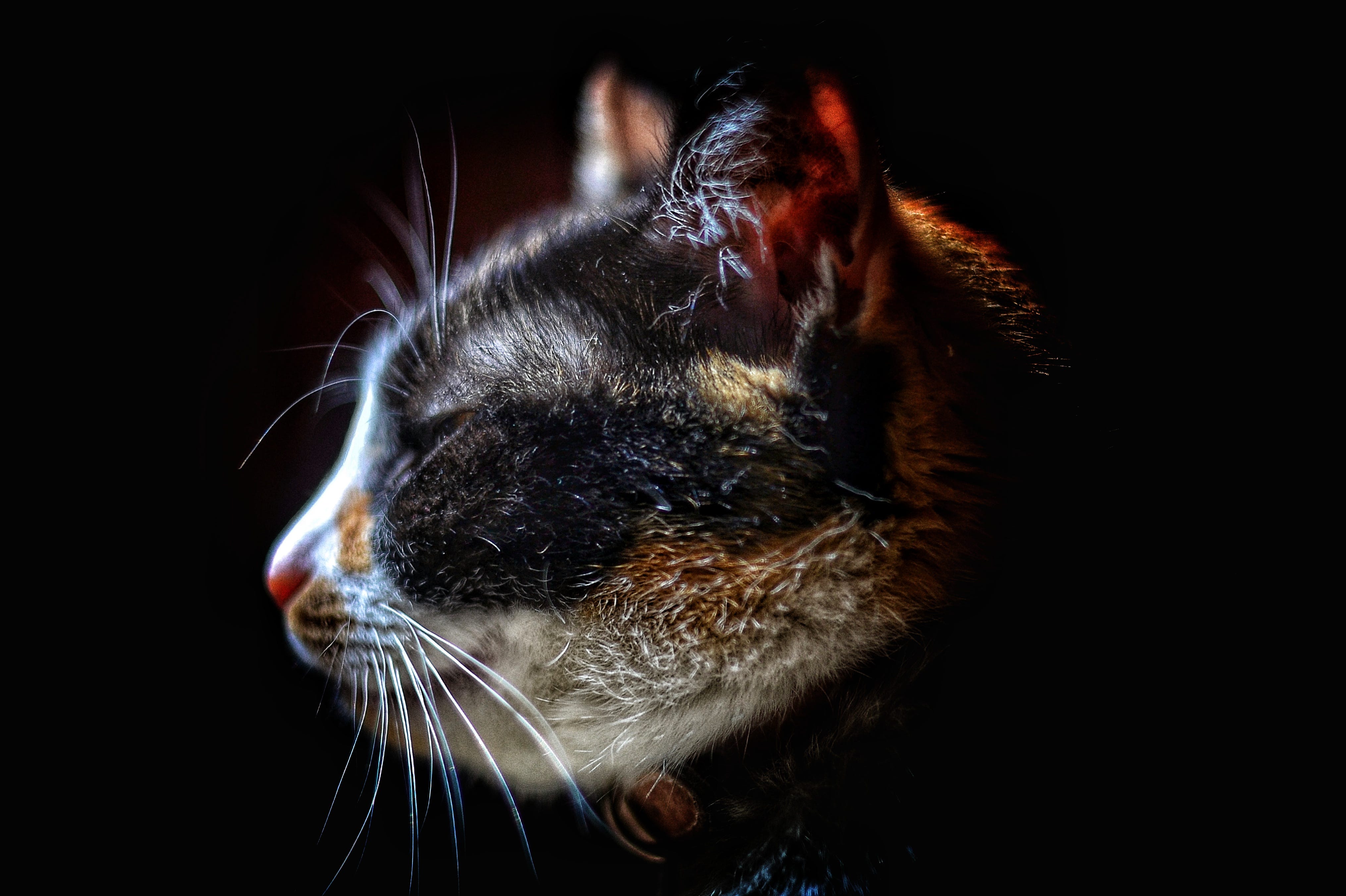 13 Nice Facts About Calico Cats These Beautiful Cats Are More Than Just By Arabella Breck Tenderly