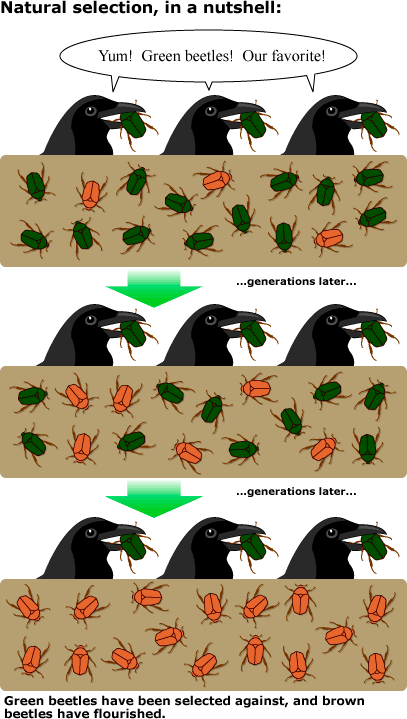 Descent With Modification From A Common Ancestor - Common Ancestry And Natural Selection In Darwin S Origin On The Human - These genetic differences are heritable and can be passed on to the next.