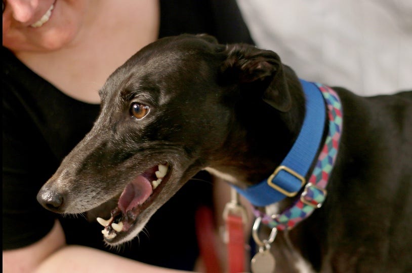 cost of owning a greyhound