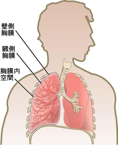 生物学 第2版 第39章 呼吸器系 Japanese Translation Of Biology 2e By Better Late Than Never Medium 生物学 第2版 第39章 呼吸器系 Japanese Translation Of Biology 2e By Better Late Than Never Medium