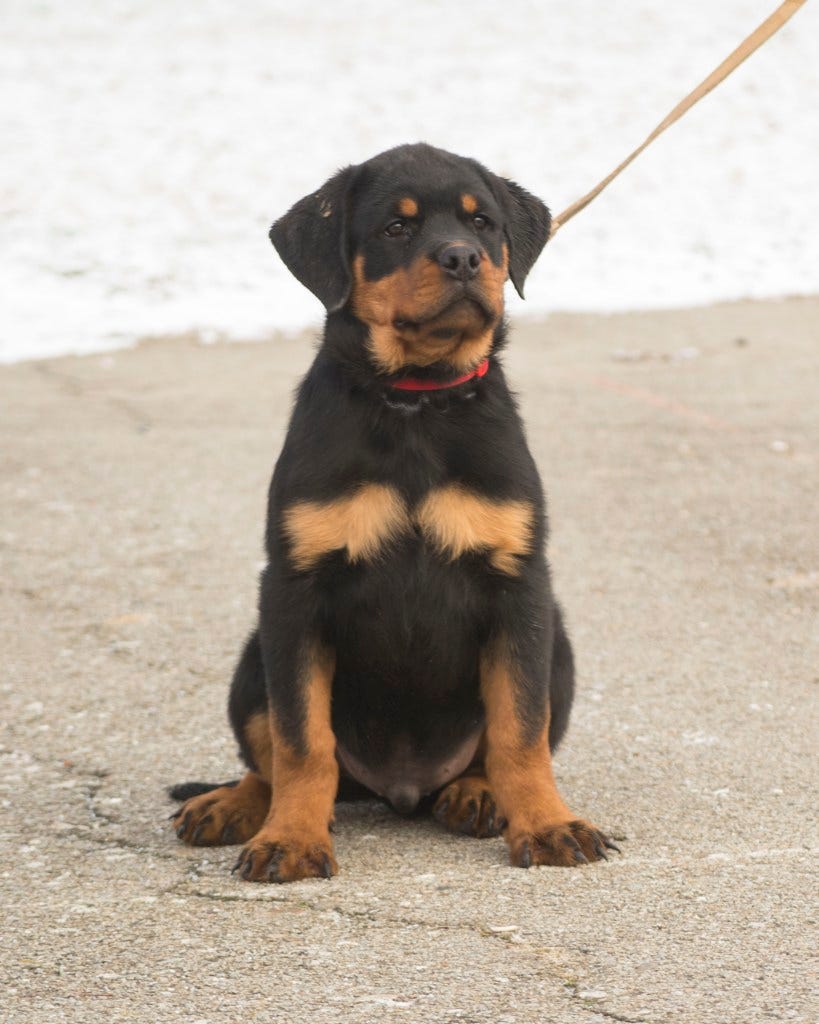 adrk rottweiler puppies for sale