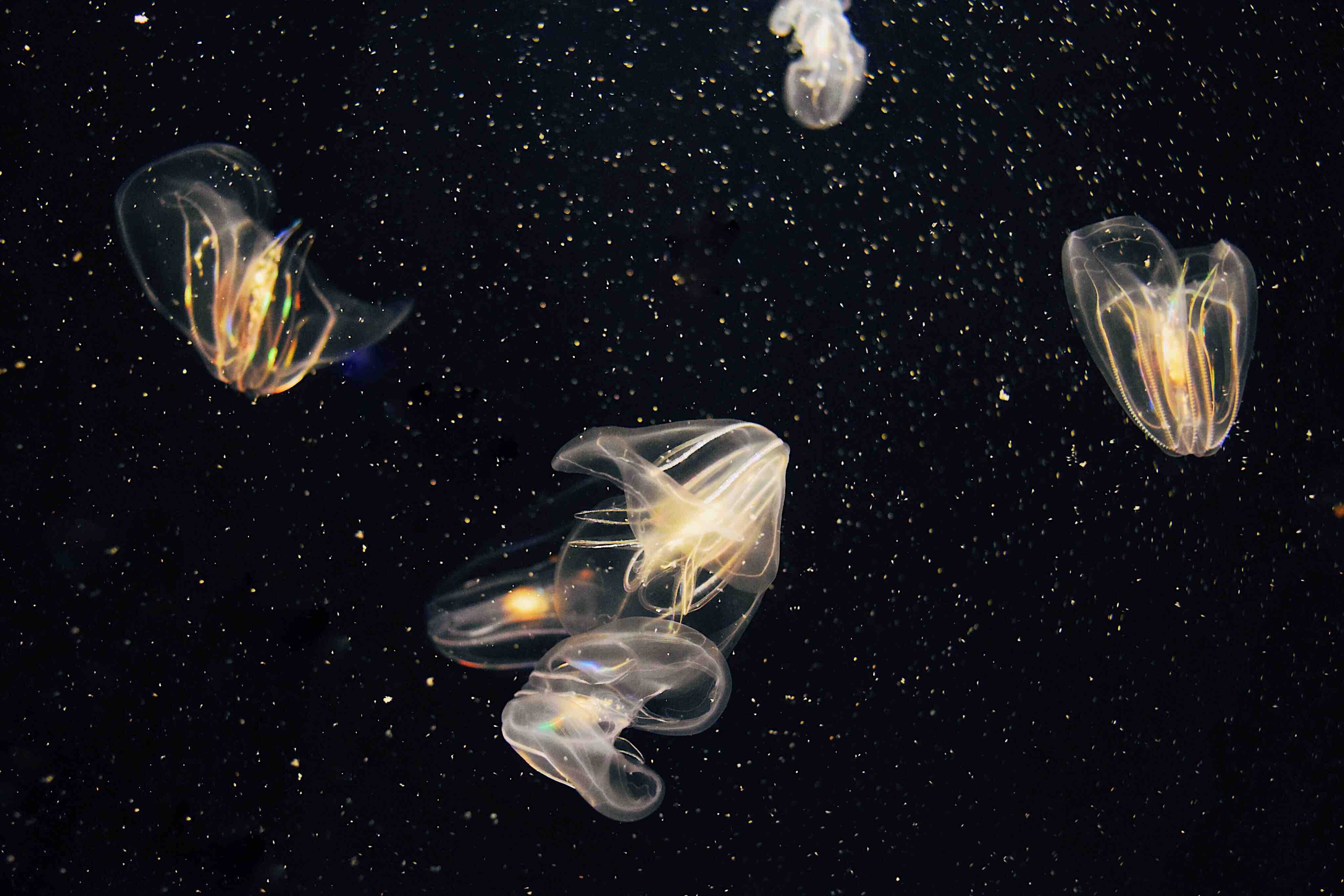 總是人不如魚今天的海很濁而且水母 和櫛水母 來了又來 上 還沒秋天颱風就一直覬覦台灣 一連來了好幾個 都怪自作孽造成氣候變遷不然就是台灣人 By Amang 大野芒 水生花