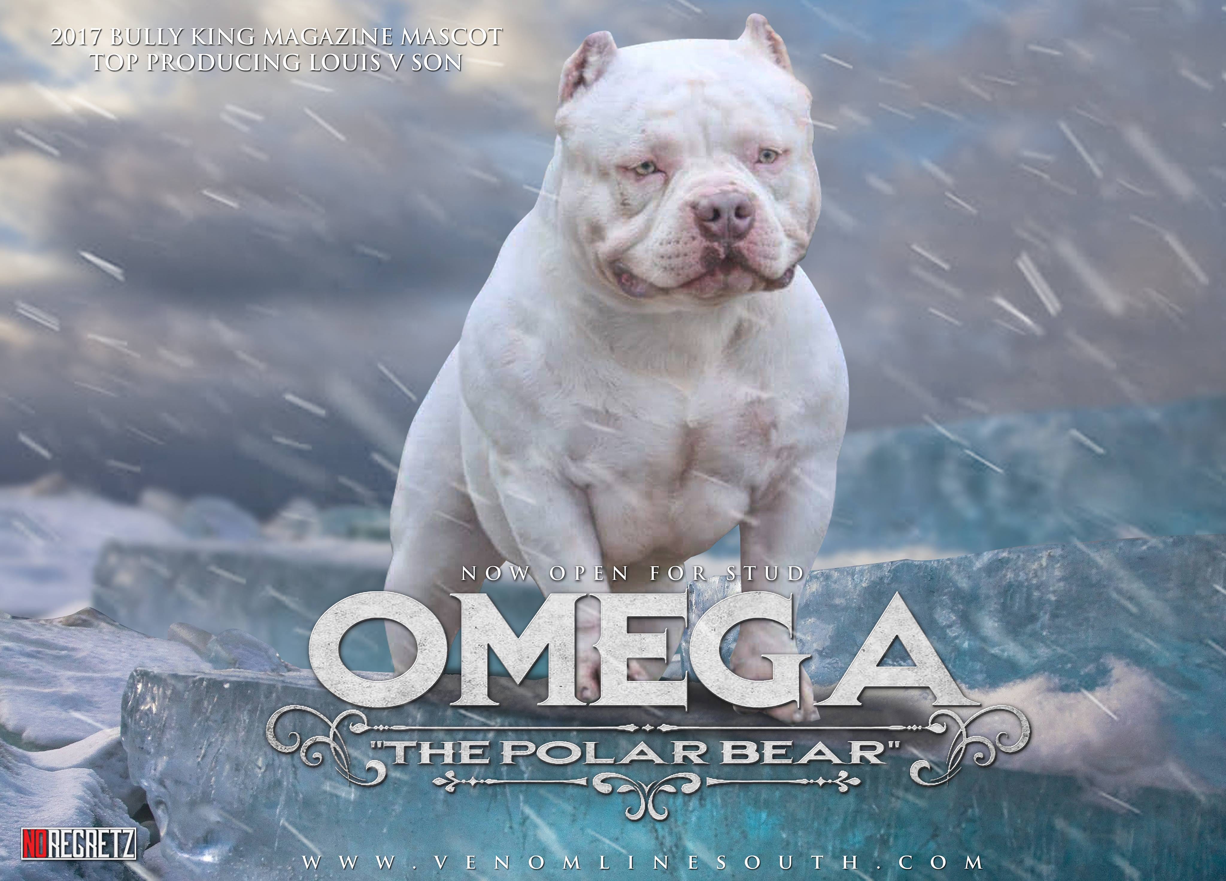 american bully omega