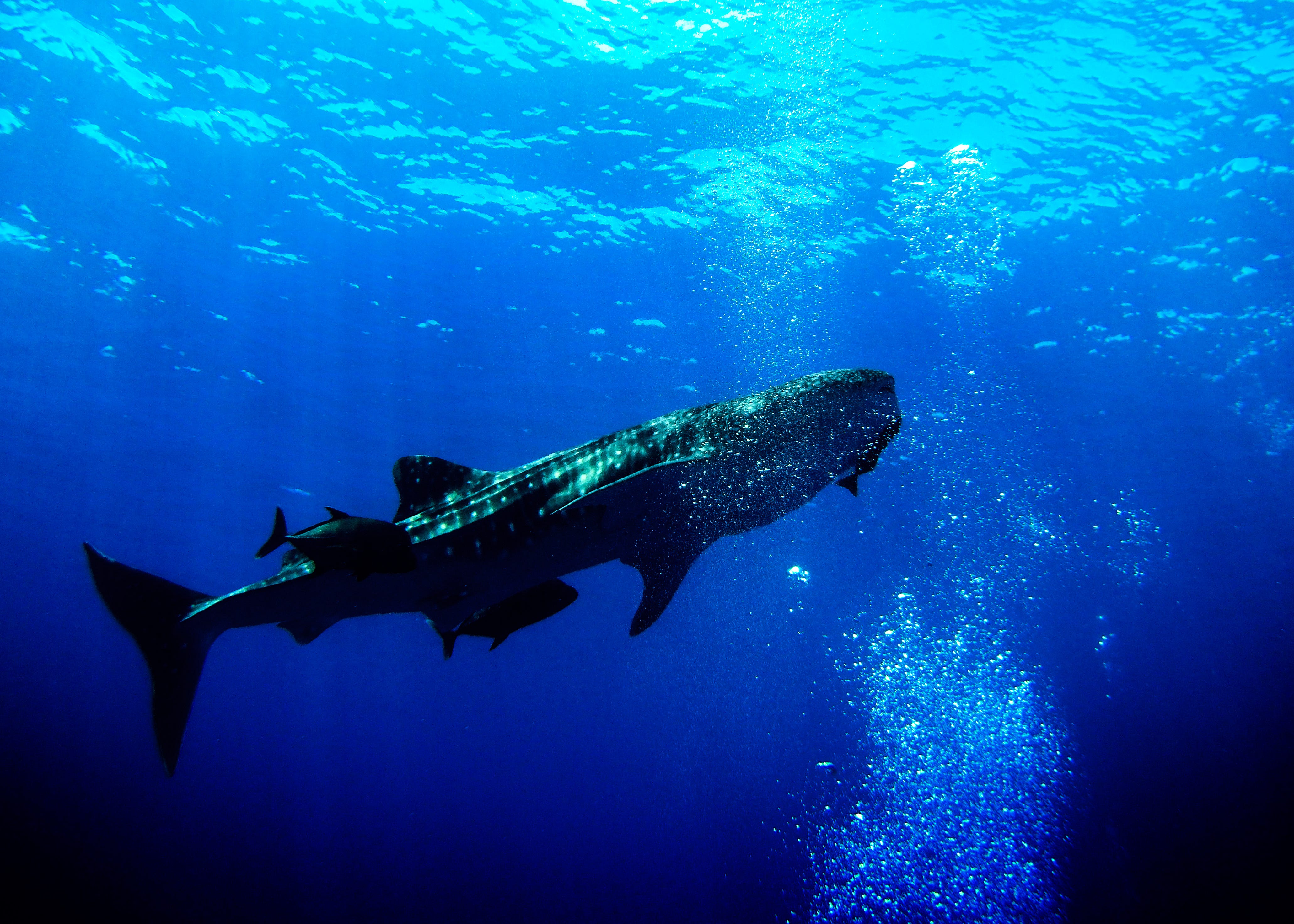 The Beautiful Hidden Messages of Finding Nemo by Alexander M. Combstrong Cinemania Medium