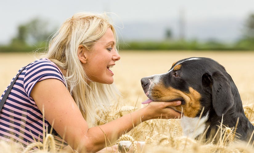 Advantages of Dog Home Boarding Cheltenham by Whos Walking Medium