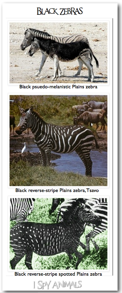 reverse zebra