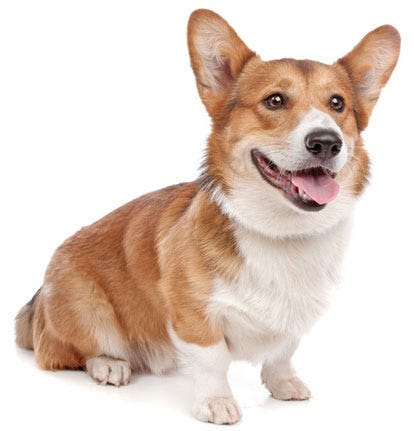 Las Mejores Razas De Perros Para Ninos By Bask Medium Las Mejores Razas De Perros Para Ninos By Bask Medium