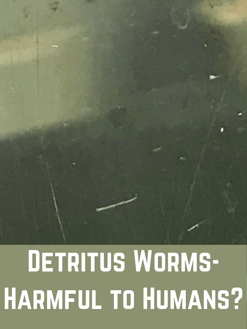 Detritus Worms Are They Dangerous To Humans By Betta Fish News 