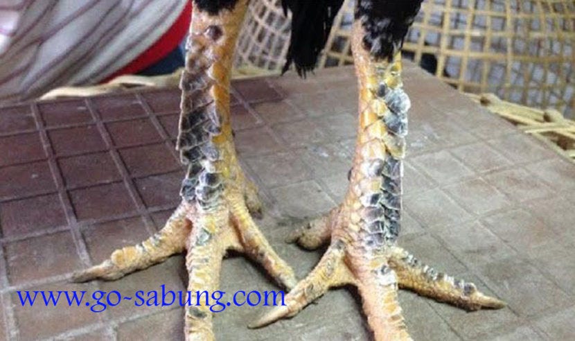 Jenis Sisik Ayam Bangkok Mematikan Go Sabung Indonesia